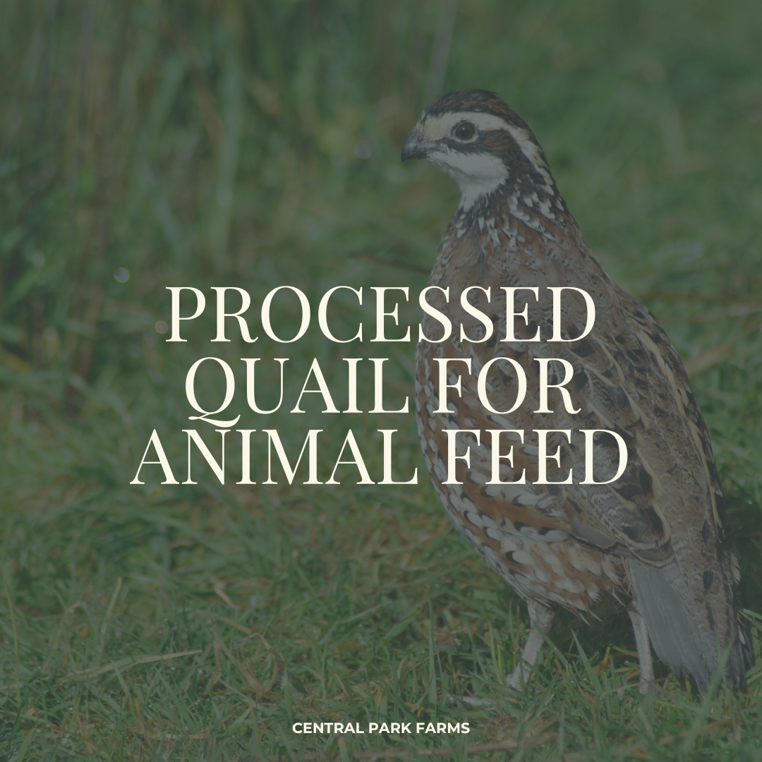 Quail For Animal Feed.png