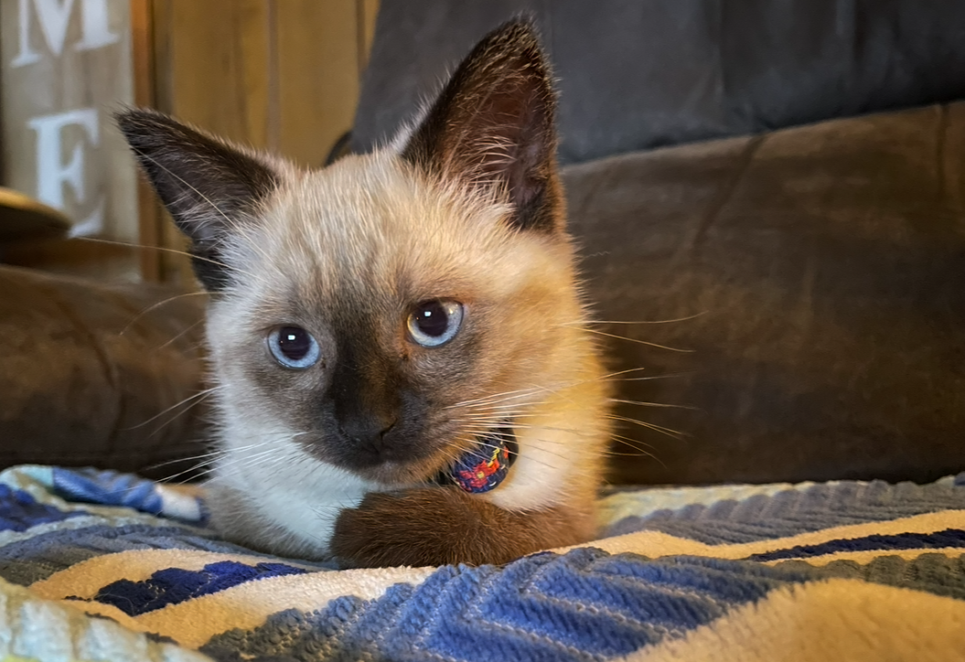 A Siamese kitten lying on a blanket with a dark background.