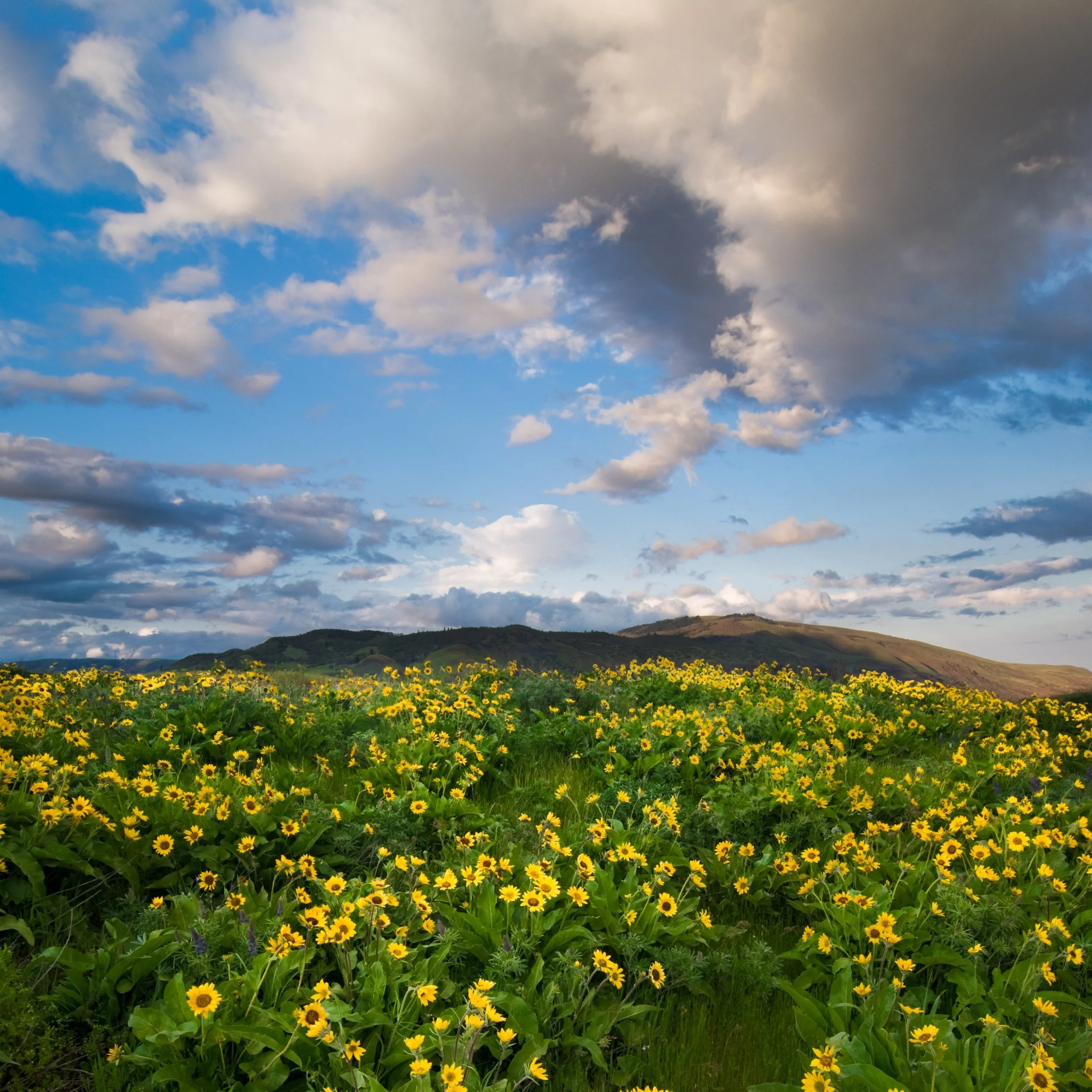 Waterfalls & Wildflowers Photography Workshop-Columbia River Gorge