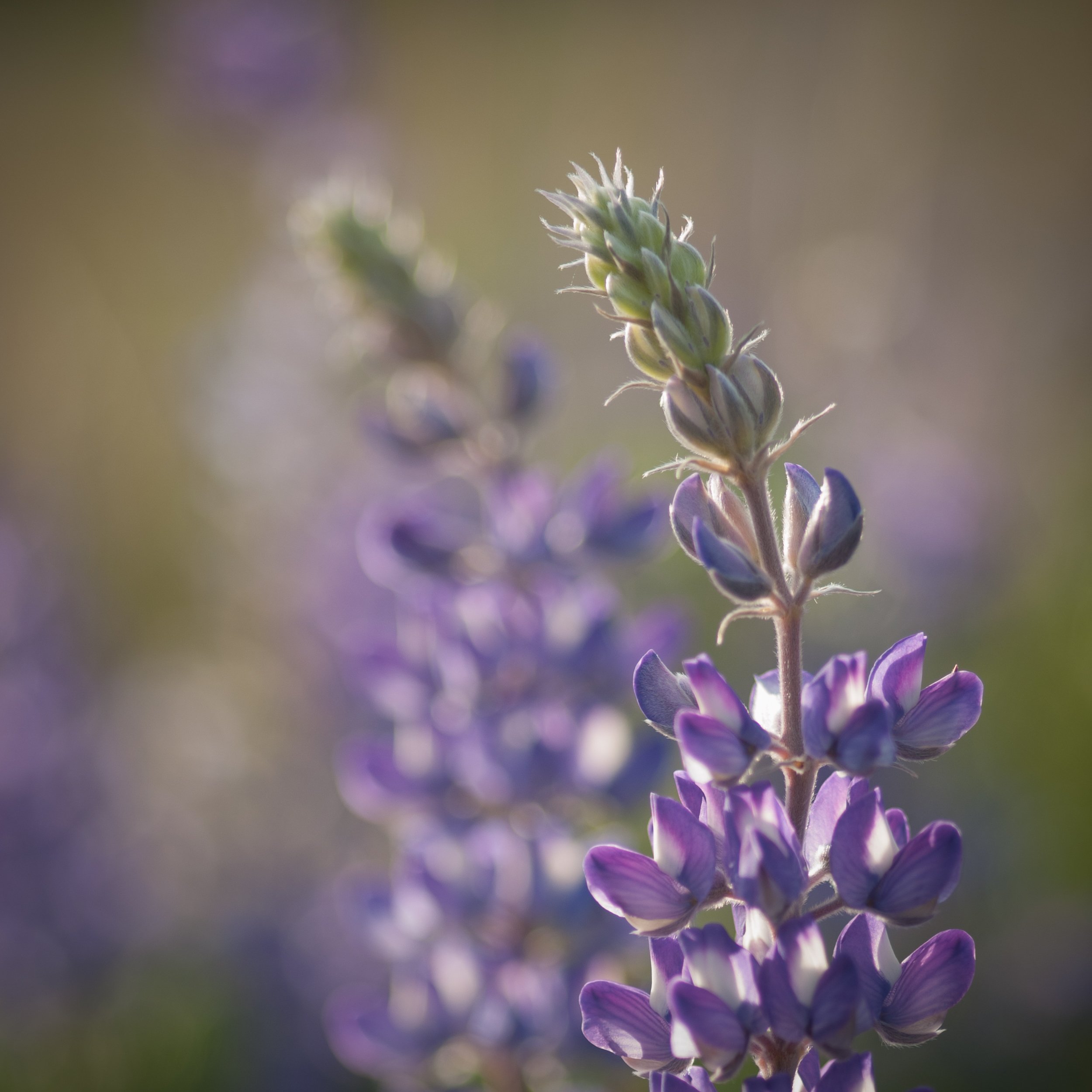 Waterfalls & Wildflowers Photography Workshop-Columbia River Gorge