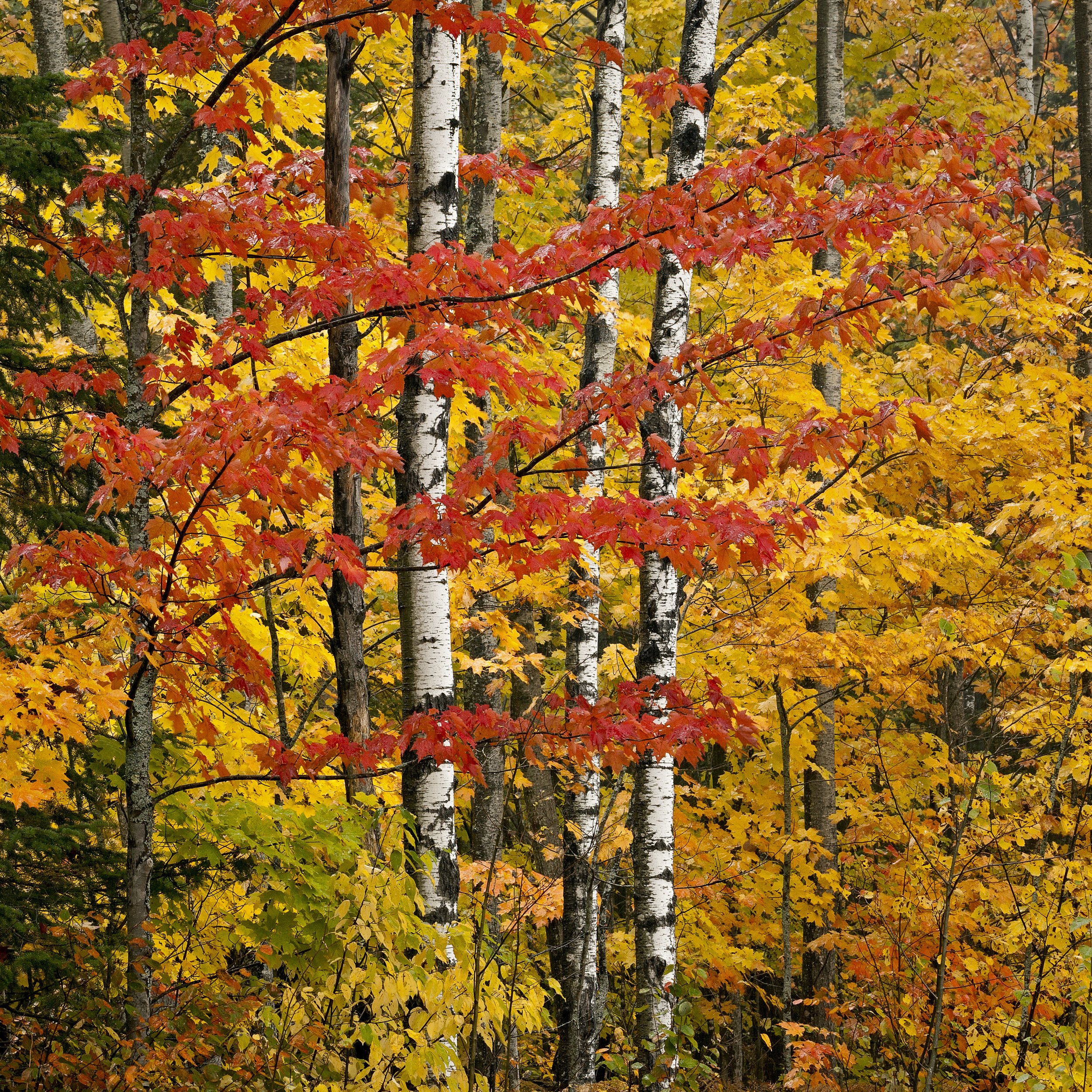 UP Michigan-1-2.jpg