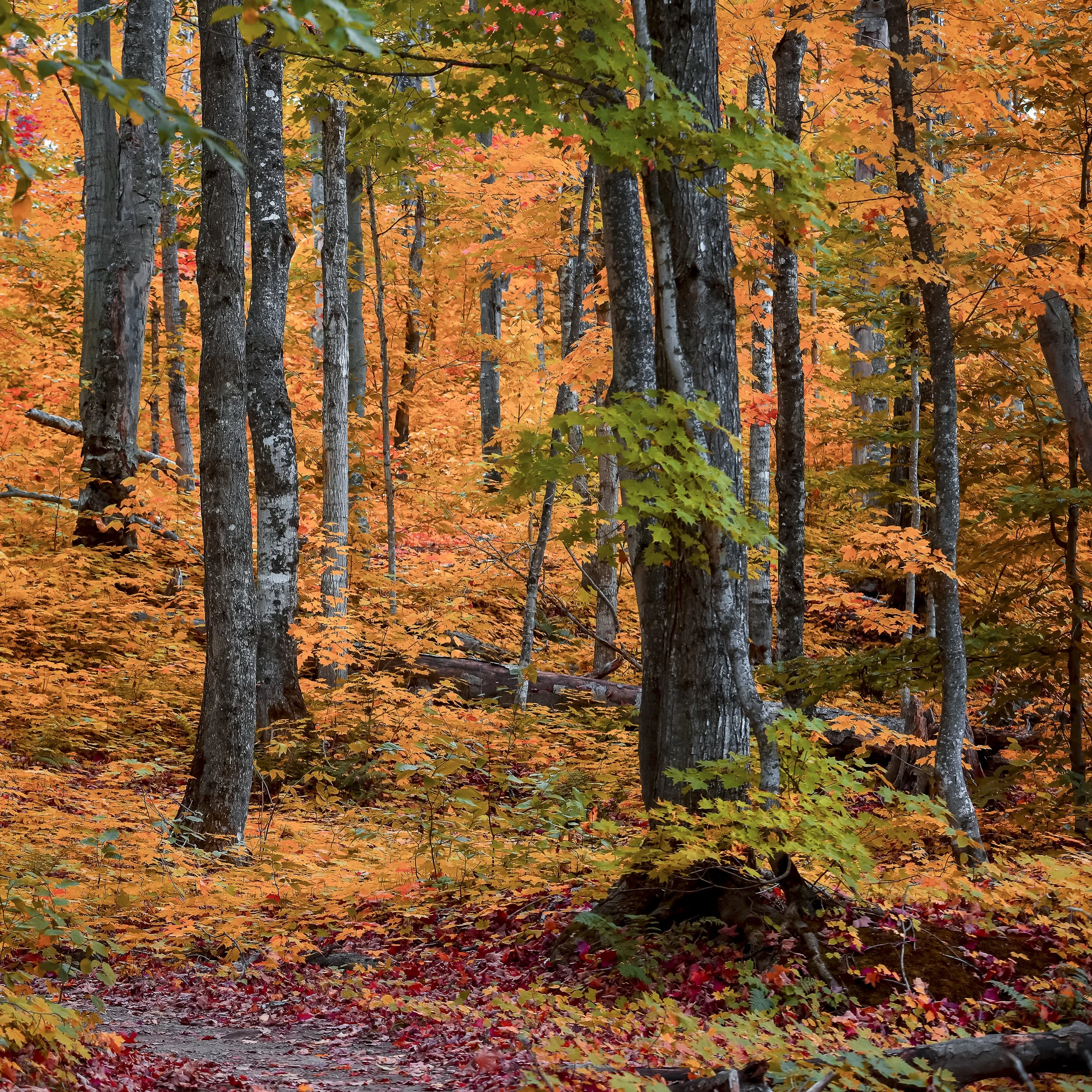 UP Michigan-2-3.jpg