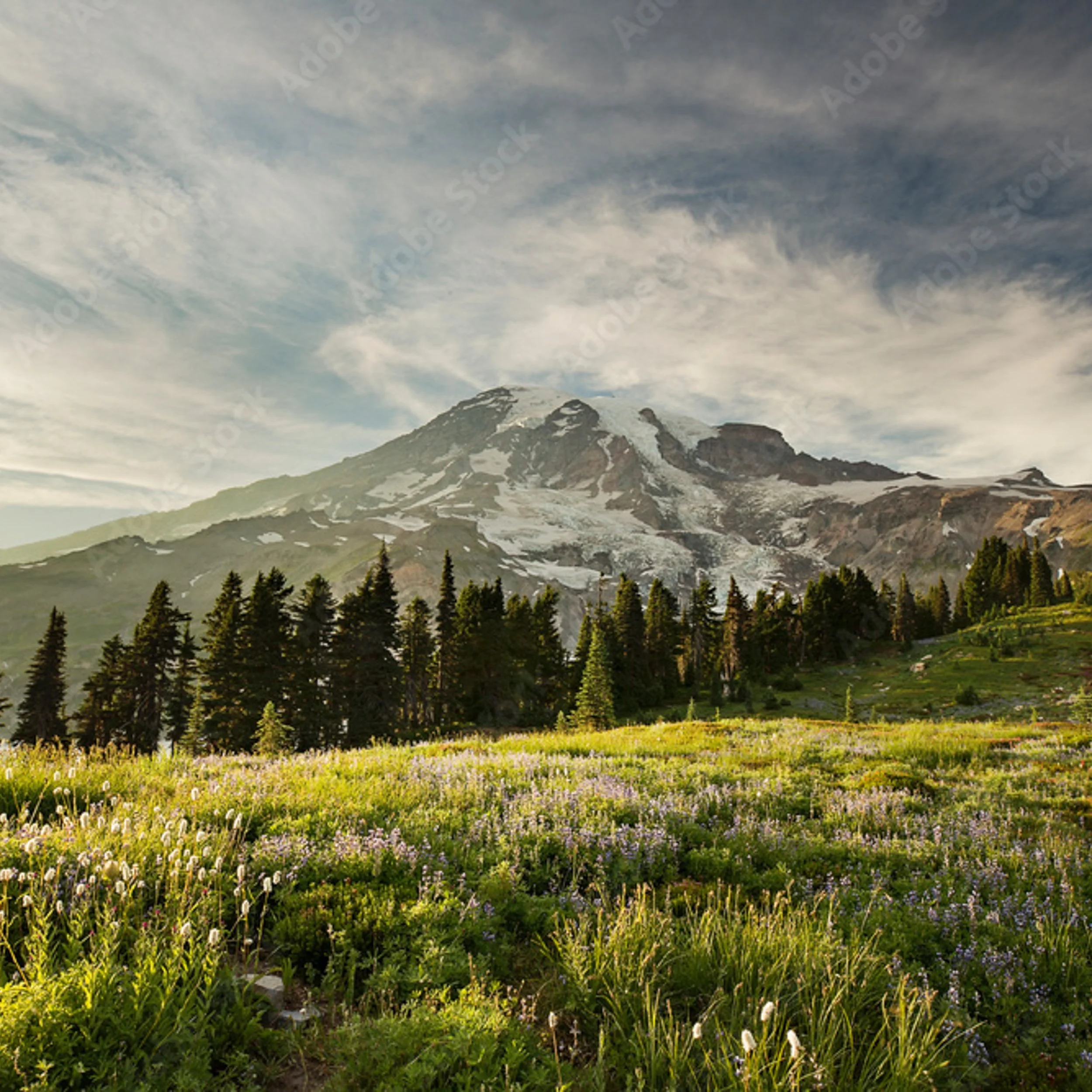 MRNP FP-1.jpg