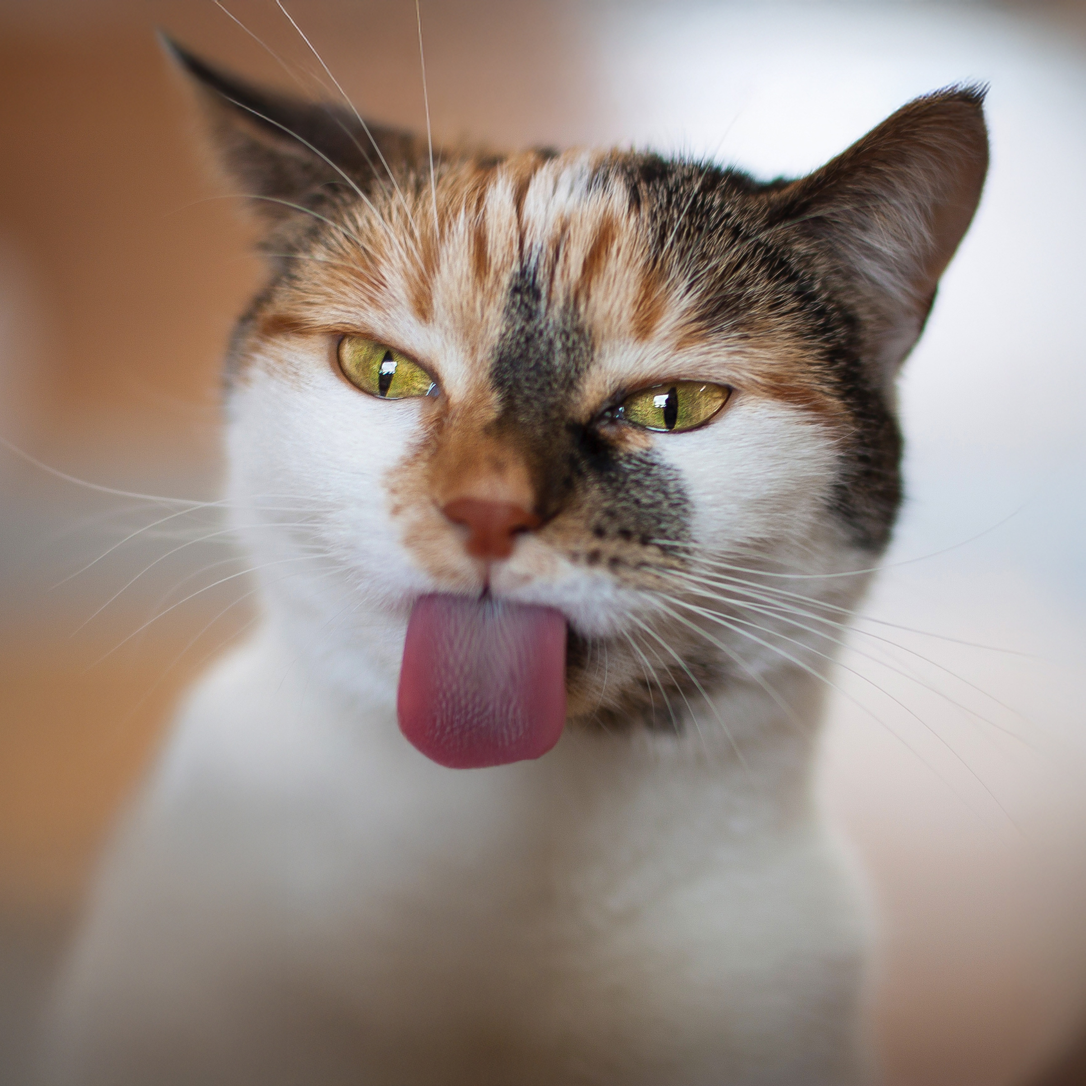 Photo of Cat