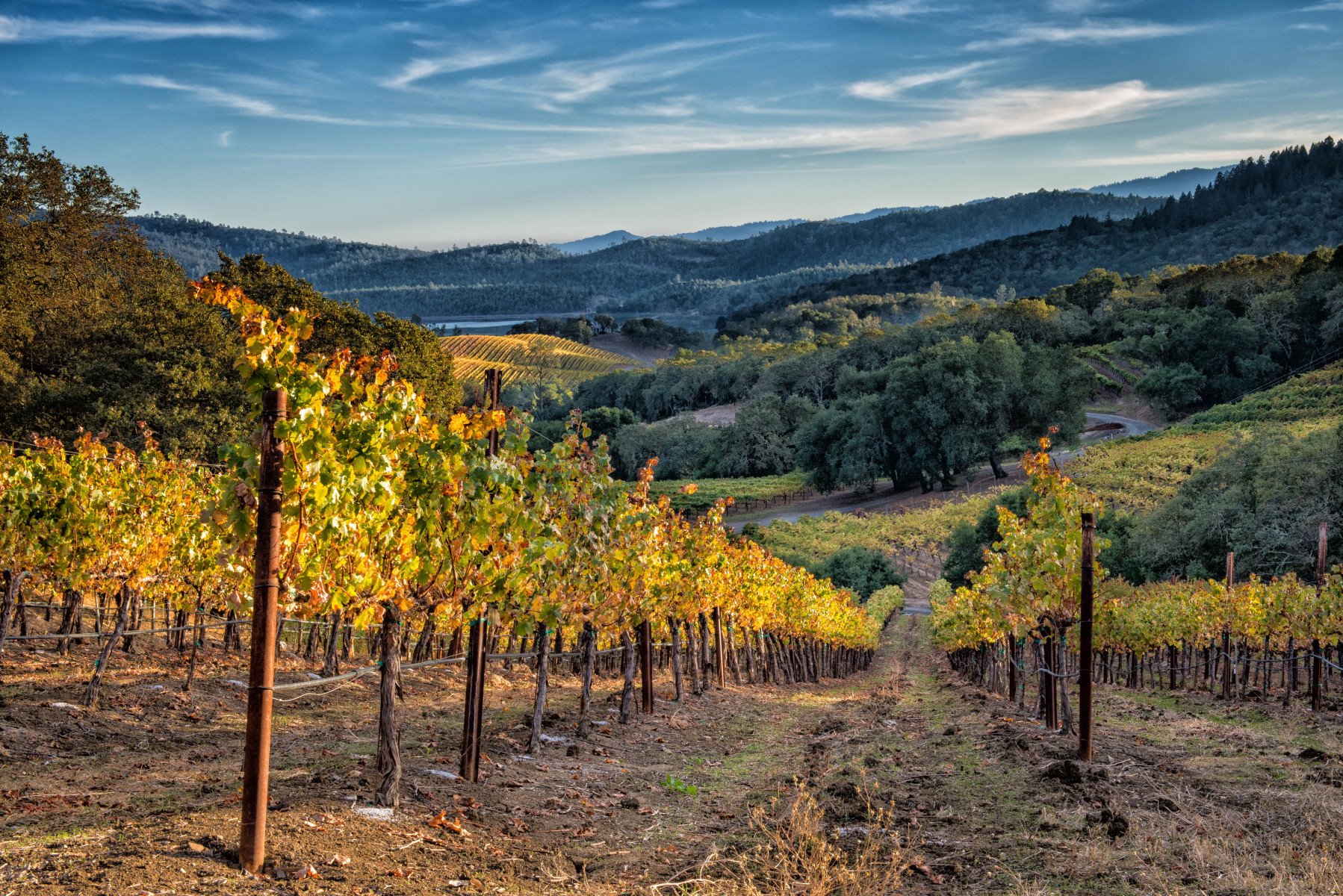 Down the Vines