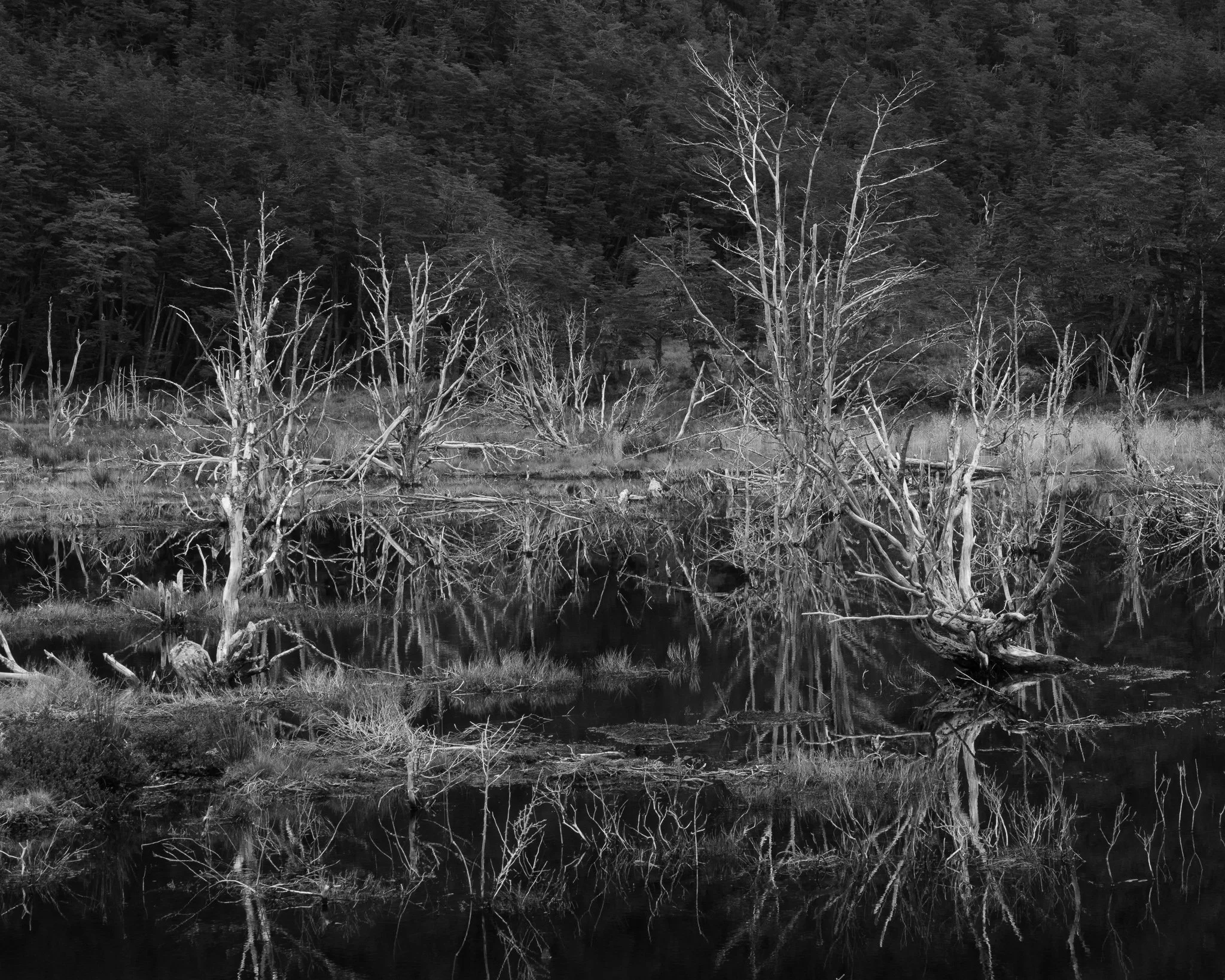 Busy Beaver Pond