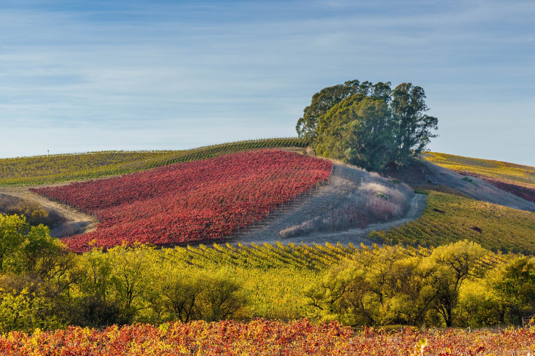 A Patch of Red