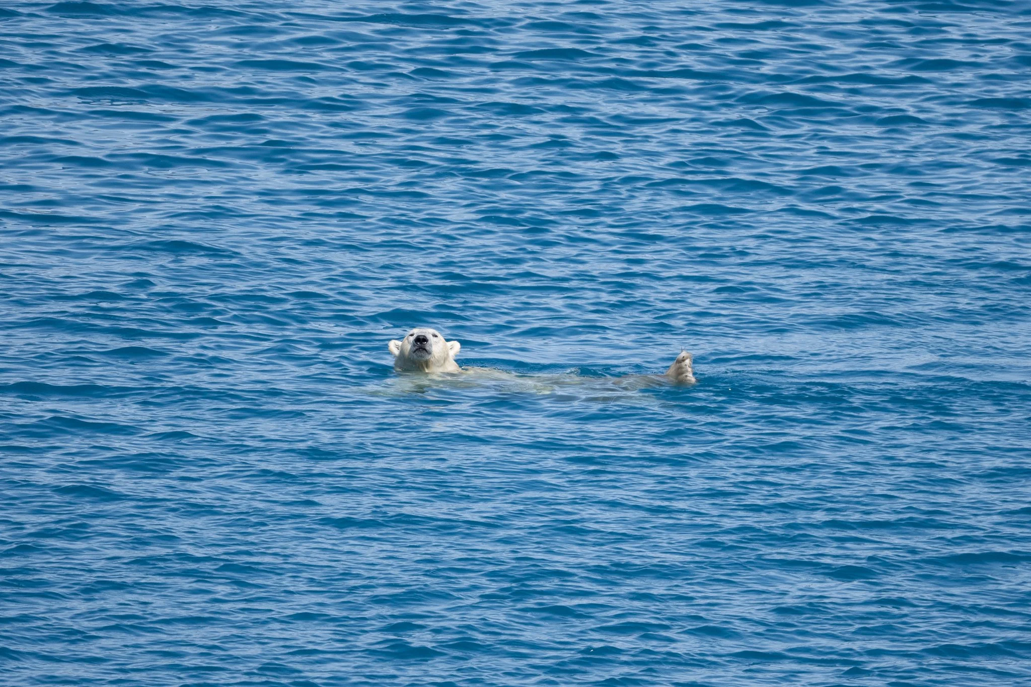 Polar Plunge