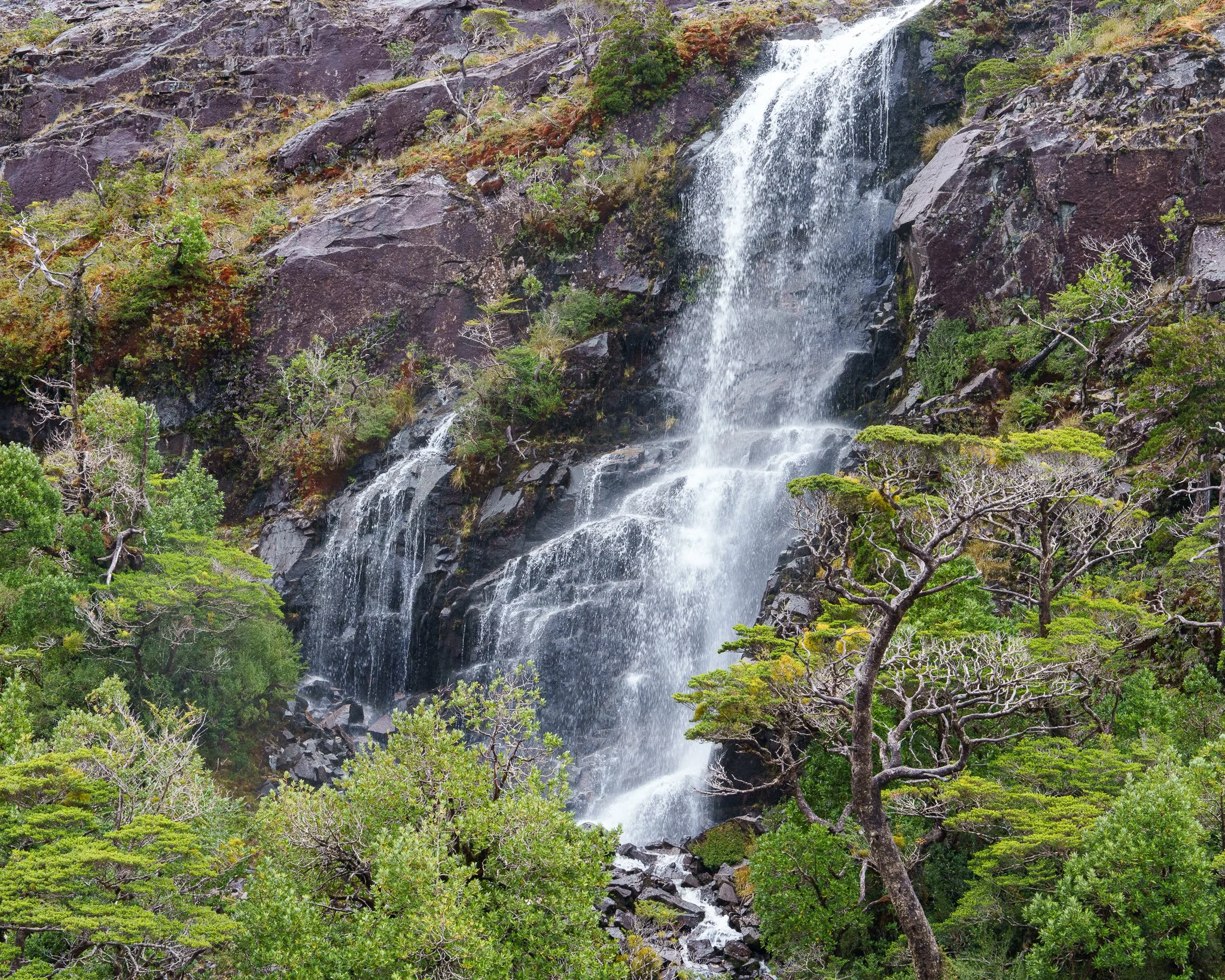 Waterfall and Curved Tree