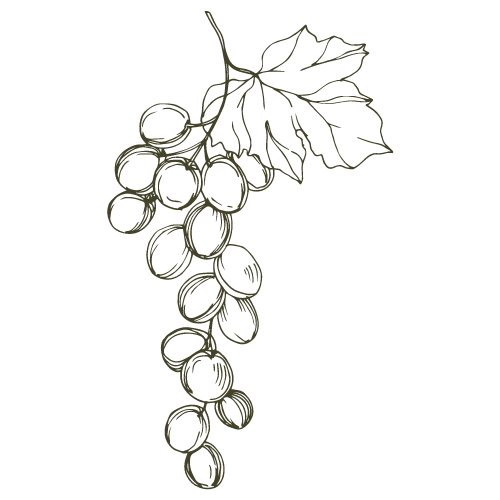 Line drawing of a bunch of grapes with a leaf.