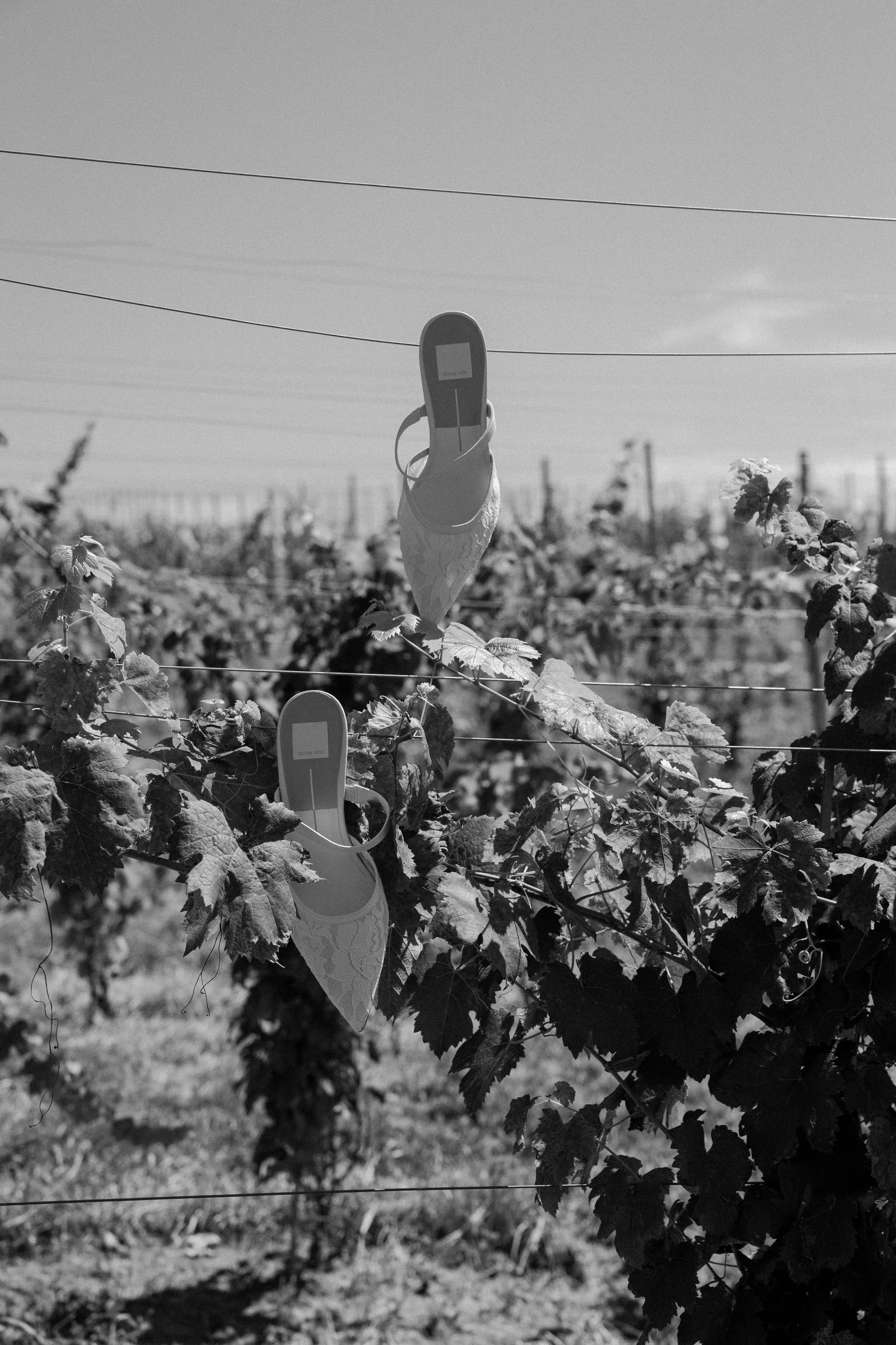 A vineyard with grapevines supported by wires and a pair of shoes hanging from one of the wires, with a clear sky in the background.