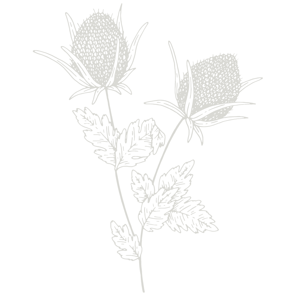 Outline drawing of a flowering plant with spiky flowers and serrated leaves on a black background.