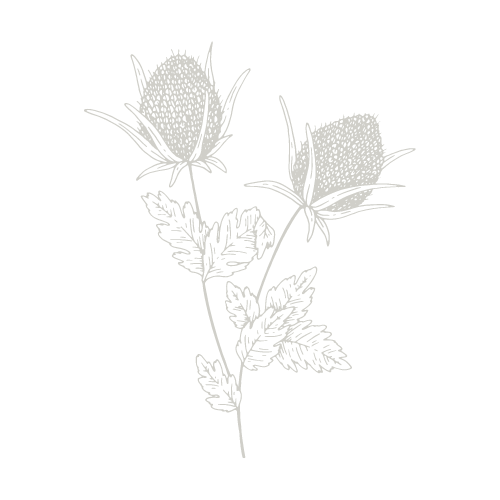 Outline drawing of a flowering plant with two large buds and multiple leaves.