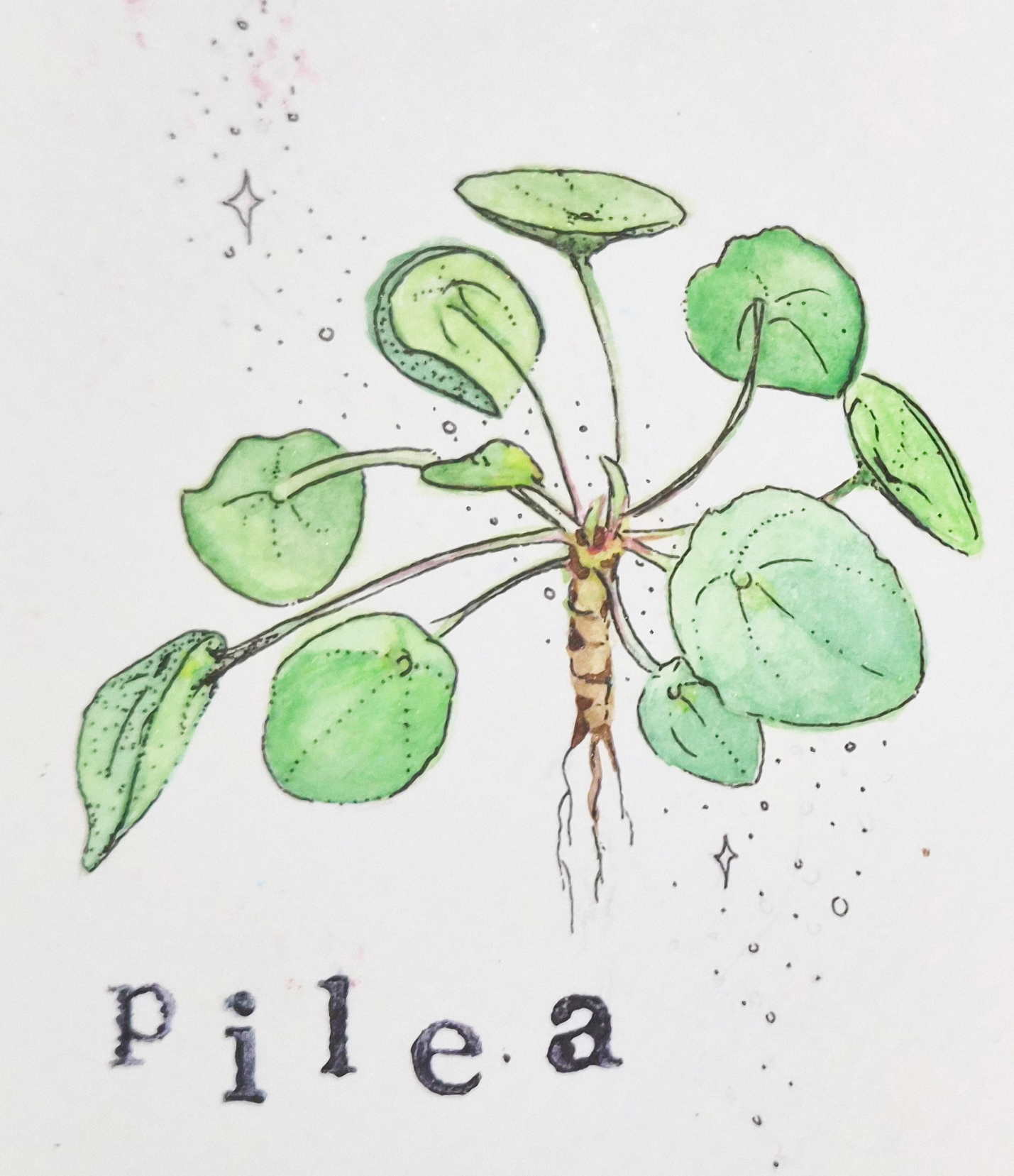 Sketchbook26_Pilea.png