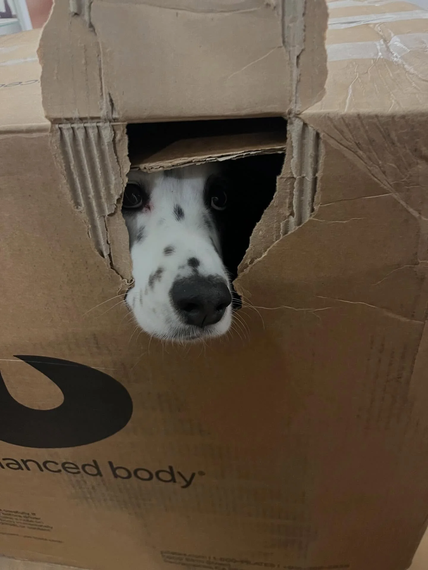 Pretty sure this wasn&rsquo;t in the Balanced Body order confirmation 🐾 @balanced_body @contrology.bb #pilates #contrology #pilatesstudio #newtoy #wundachair