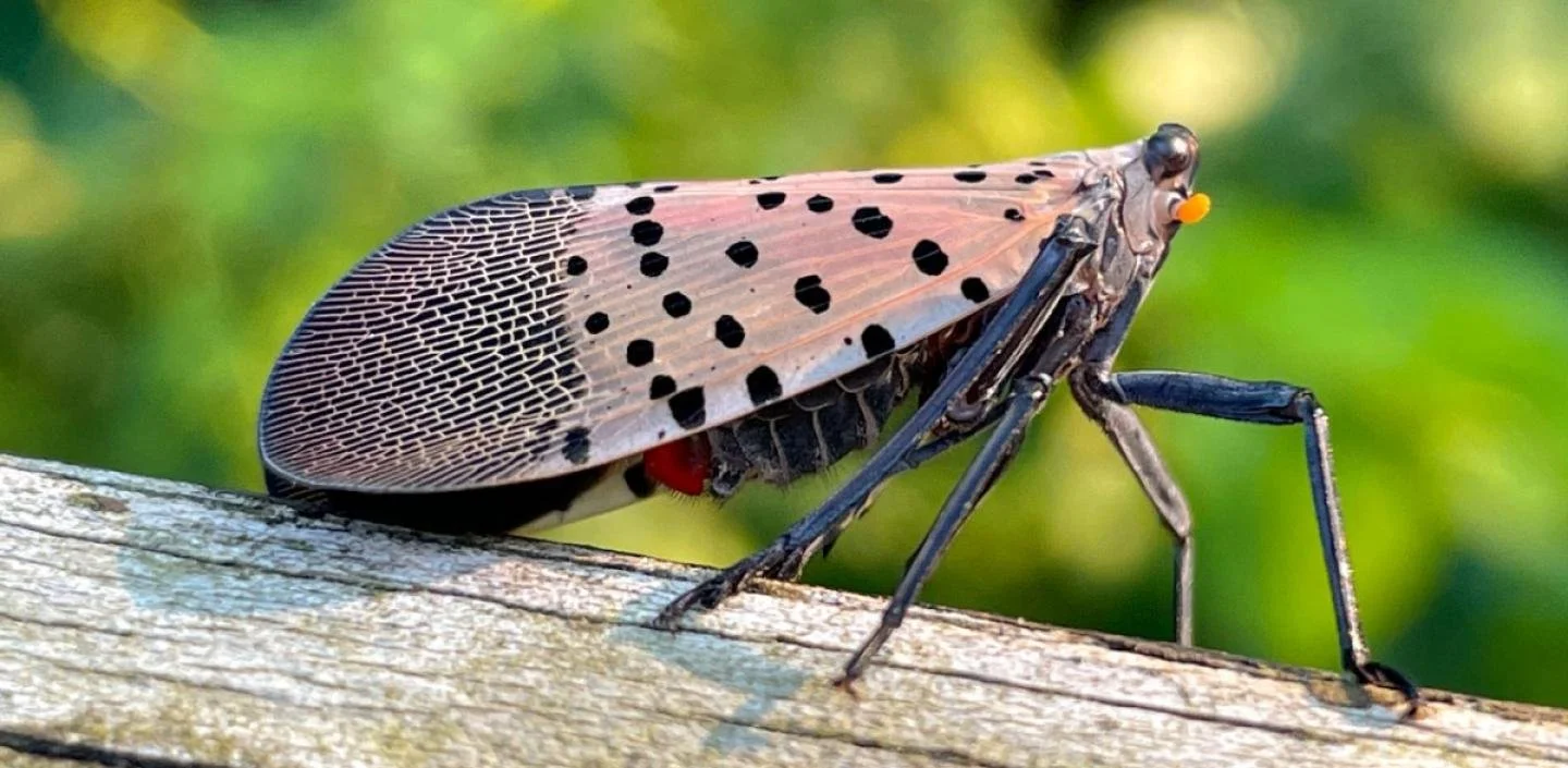 Spotted lanternfly up close