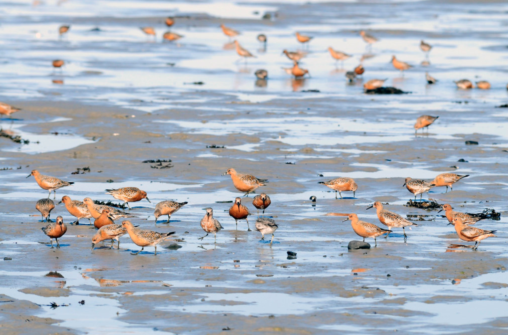 Red knot birds feeding on the beach