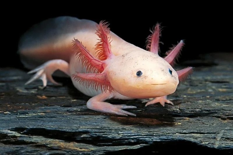 axolotl
