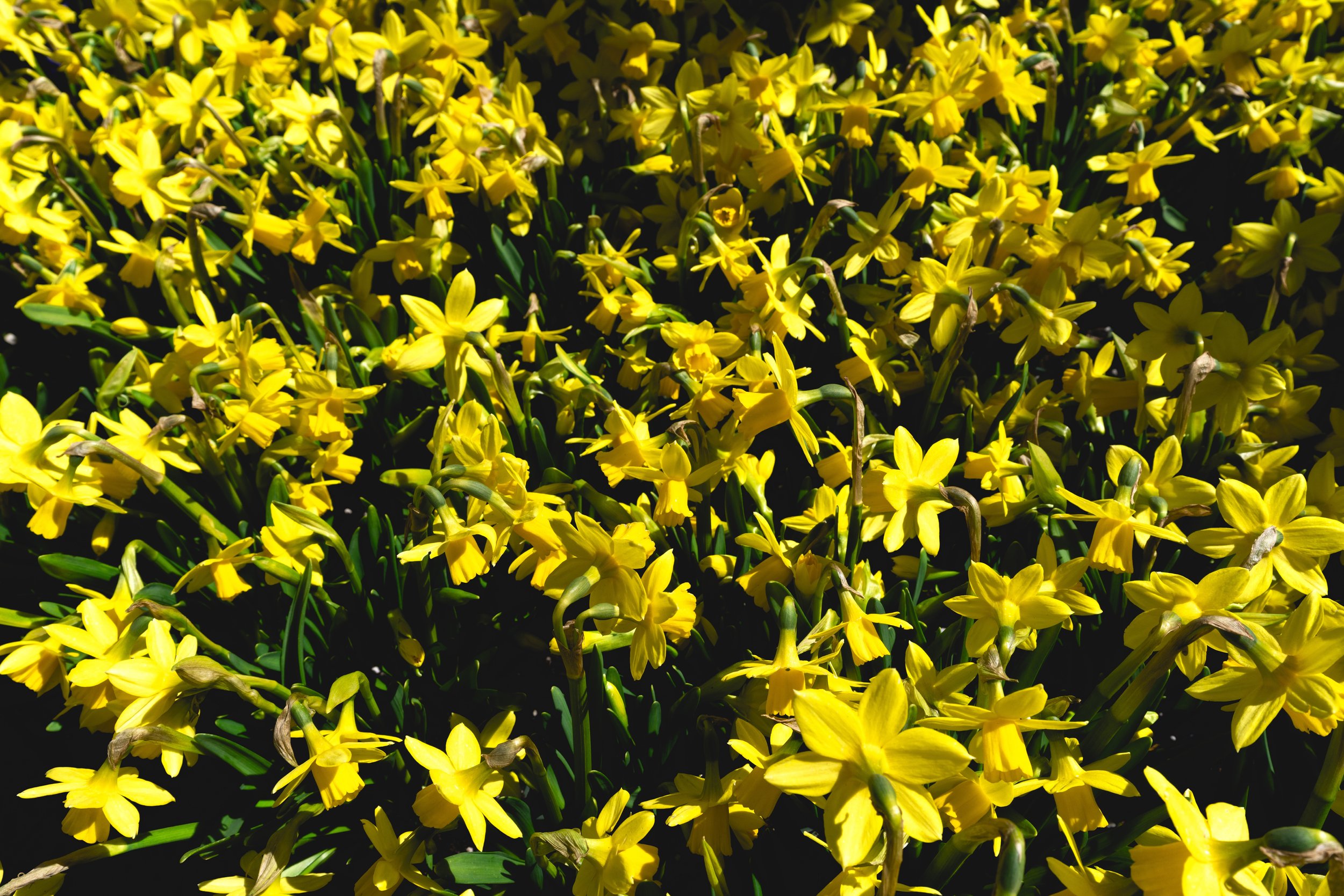 20240408-union-square-flowers-JL-006.jpeg
