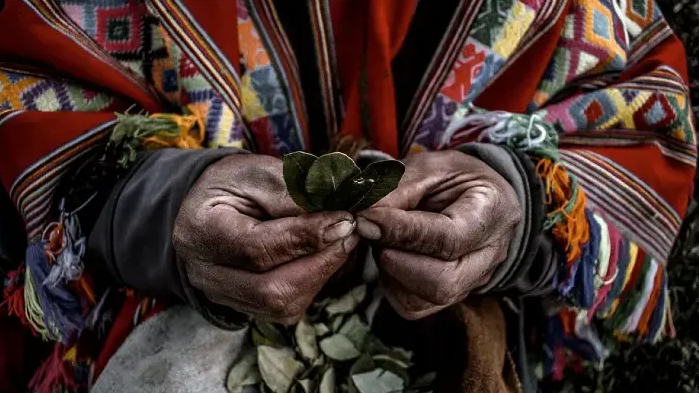 THE STORY OF COCAINE, PART ONE: SACRED LEAVES