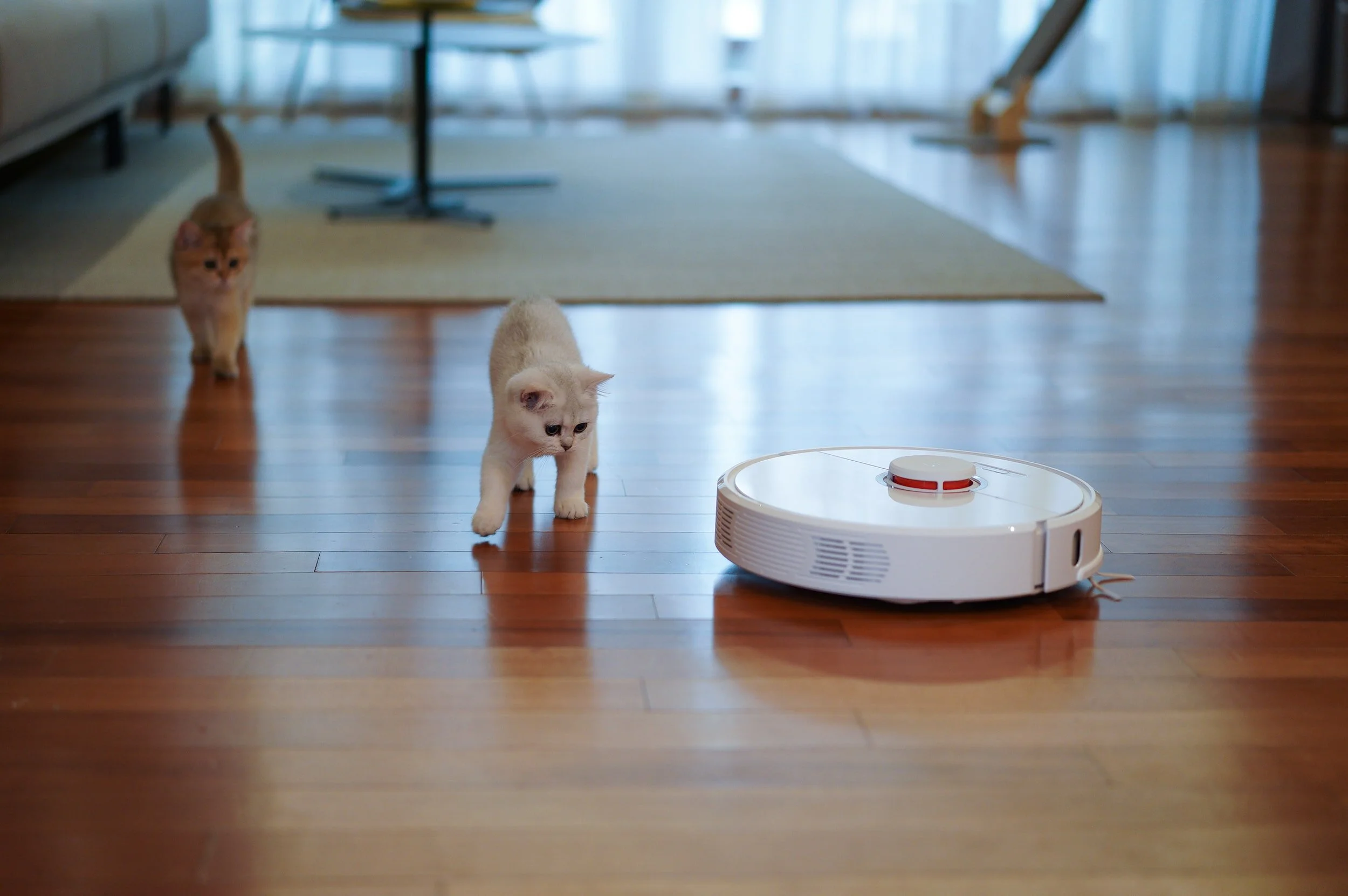 Two kittens, one cream-colored and one orange tabby, walking across a wooden floor towards a robotic vacuum cleaner in a modern home interior.