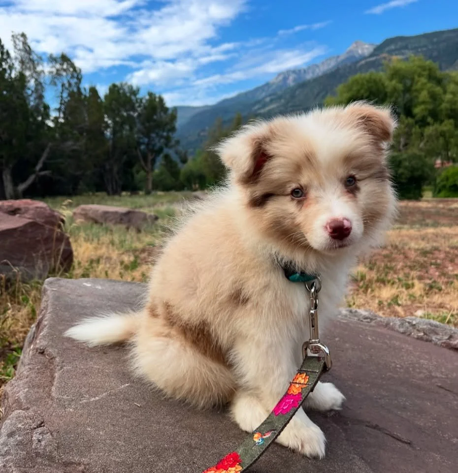 Welcome to the pack, Shino! 🏔️🌿✨ All border collie, and somehow simultaneously all potato.