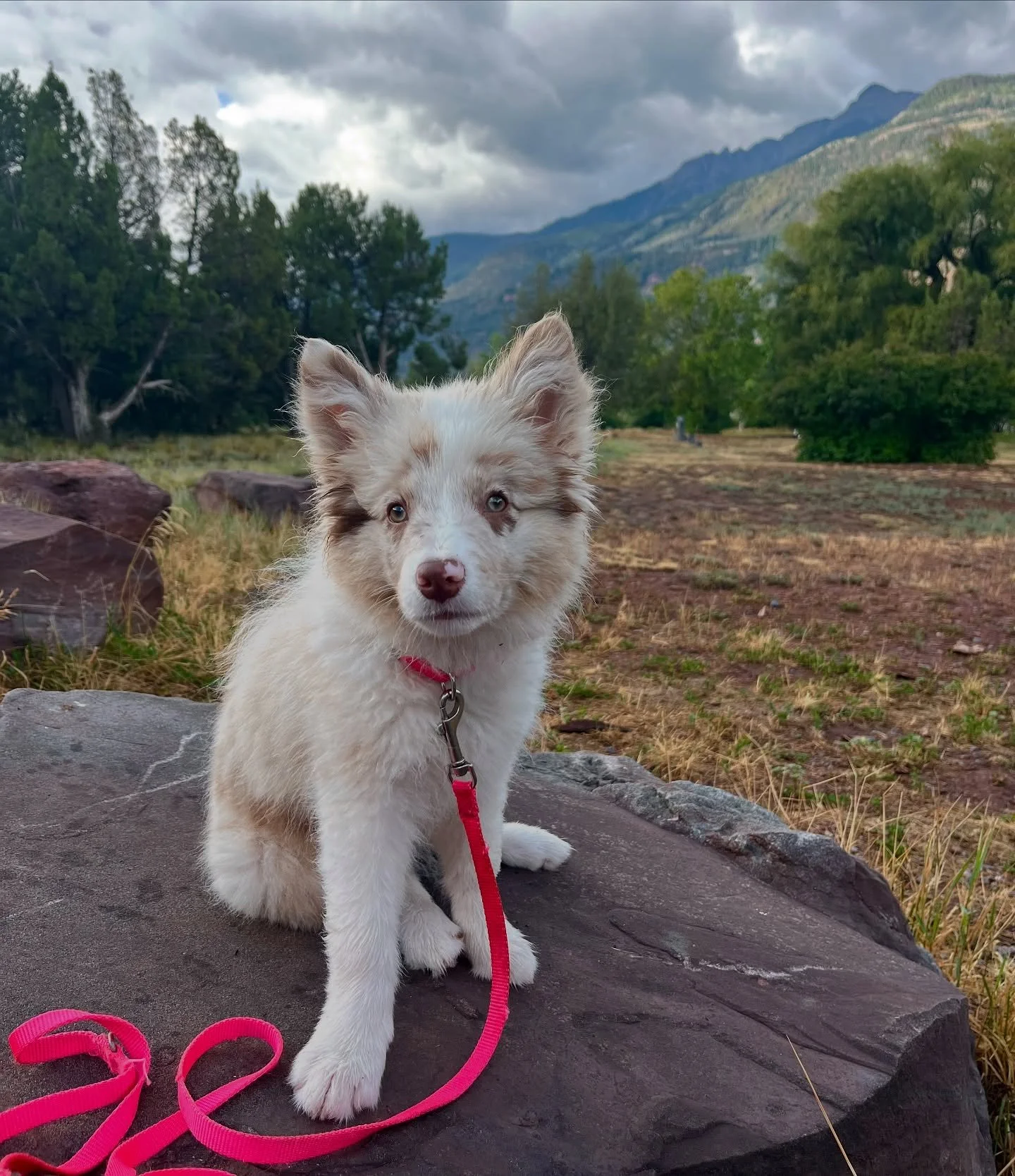 Little Shino is growing every day, and learning to be a good studio pup 😌