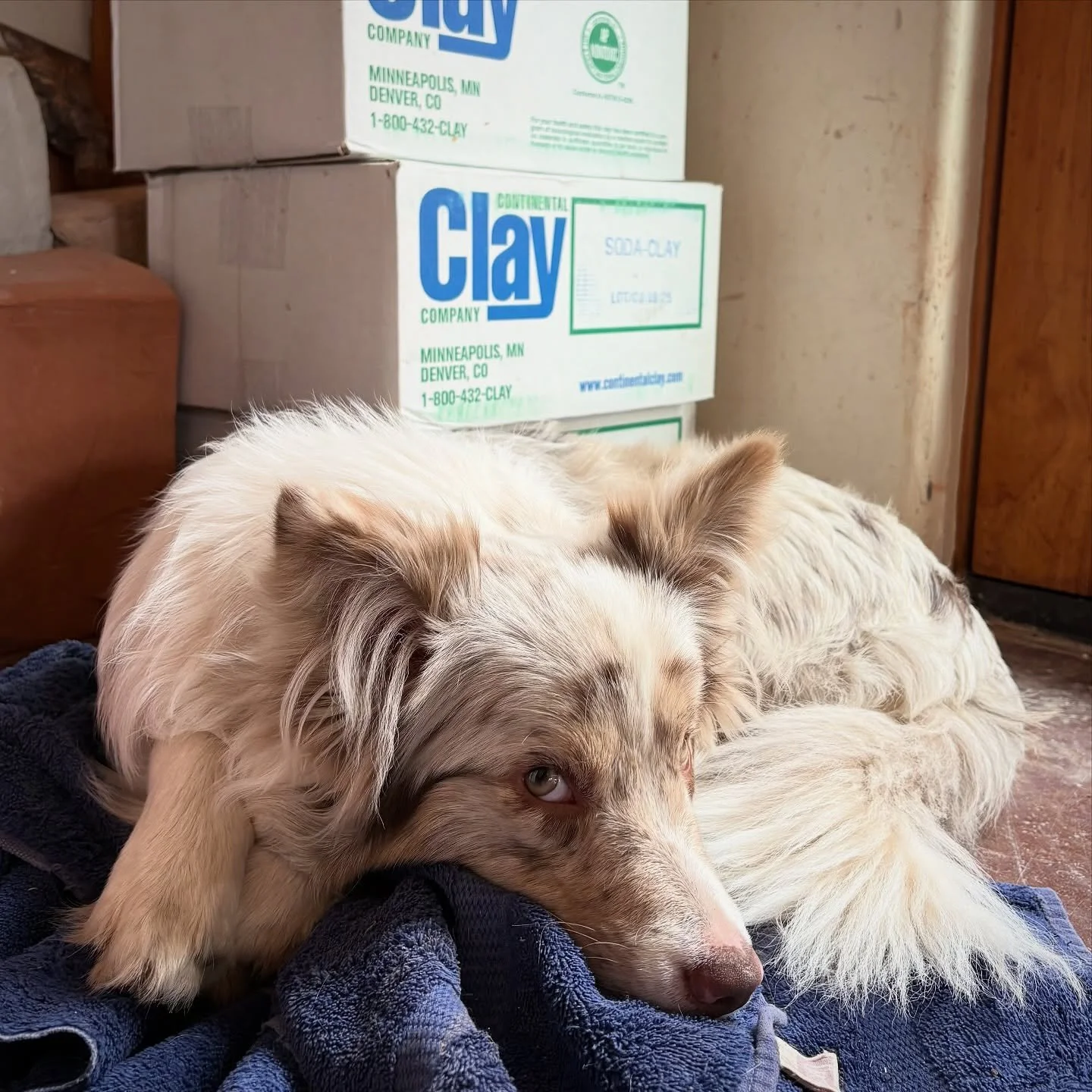 Shino cops a nap while the humans prep for a firing ✨