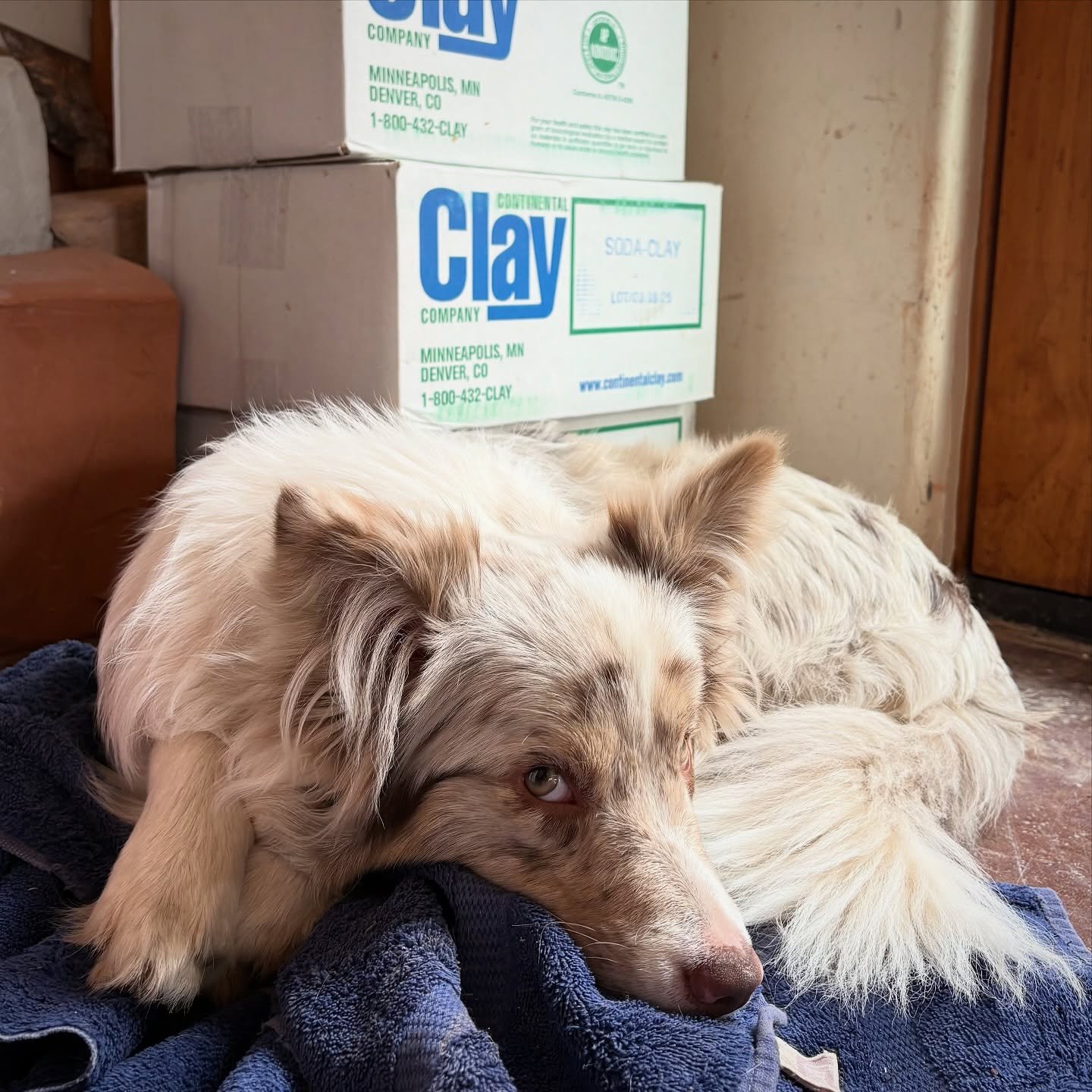 Shino cops a nap while the humans prep for a firing ✨