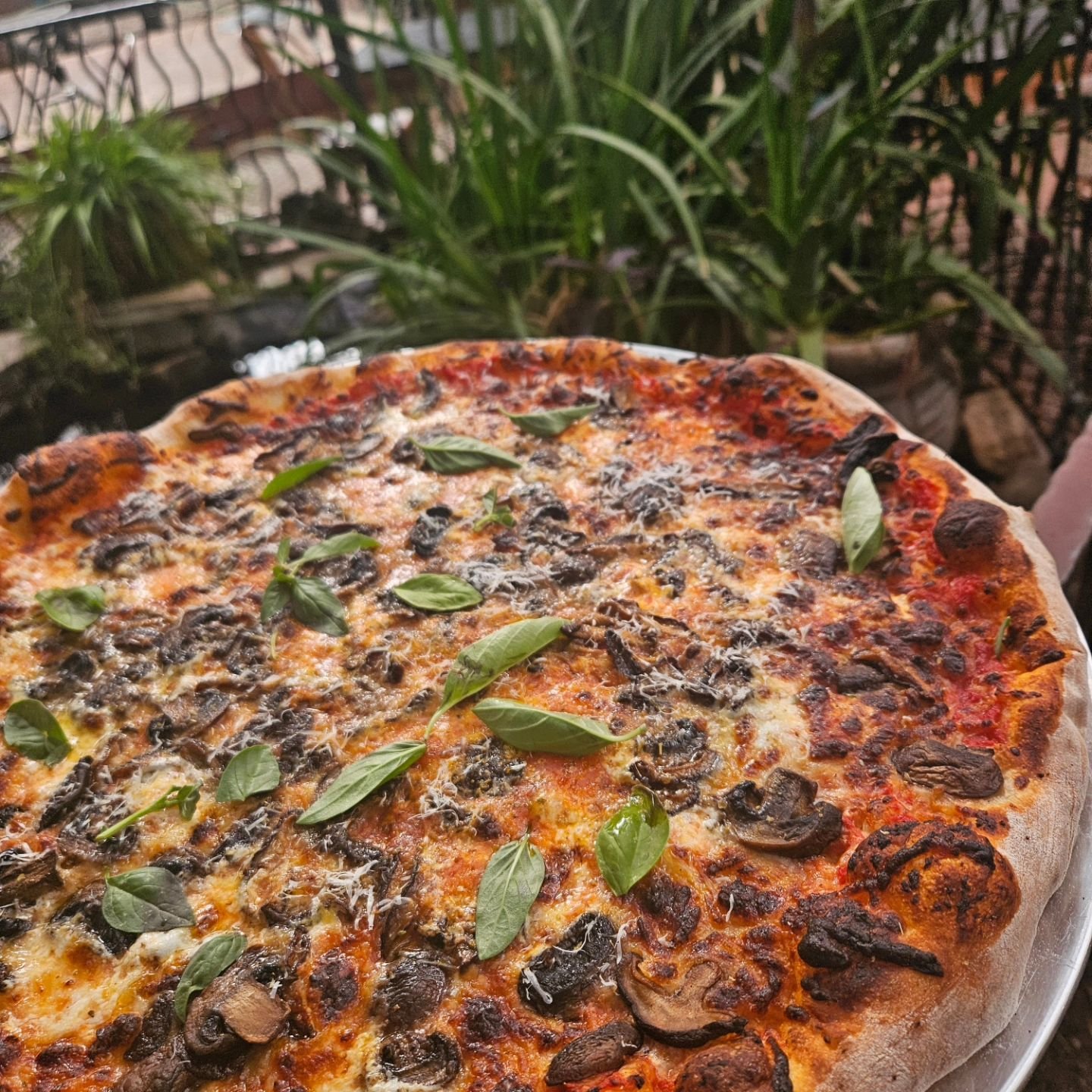 ✨️🍕 Apparire: A Pizza Party🍕✨️
One night only! In the @monsoon_room_ August 17th 6 - 10 pm!

Make reservations at jojostucson.com. Under the Special Request section write: Pizza Party!!

Menu
✨️Cheese Pizza: &lsquo;nuff said
✨️ BYO: Cheese pizza ba