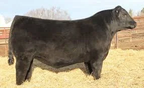 I selected SAV National Anthem for use largely because of his dam, AC Duke Girl 57. She had impeccable udder attachment and served as a donor in the SAV program. A maternal brother, SAV Solid Gold, has earned a reputation in the Albrecht and Penz pro
