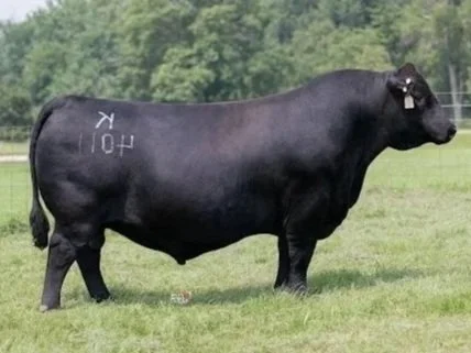 Koupal's B&B Iceberg 4011 was a high-seller in the 2025 Koupal sale where we bought a flush brother, 4019, as a heifer bull to turn out for our operation. Both Iceberg and 4019 have been heifer-safe here and hail from the famous and highly prolific 3