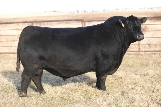 SAV Theory 2914 is a dominant son of SAV Territory out of the famous, productive 2369 cow - a mating from SAV that really excited me and did not disappoint. His progeny here had all the correct sexually dimorphic traits with bulls being thick, good-h