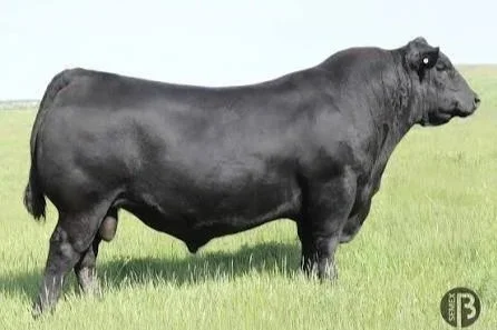 SAV Courage 3003 has been heifer-safe for us! I've had the opportunity to see both him and his popular and prolific dam, 4407, in person He has striking muscle shape and pasture presence. 