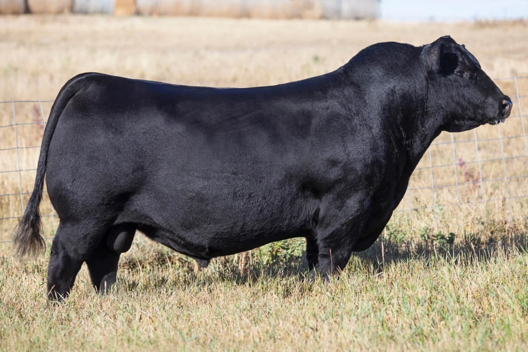 We've got one ET calf by Brooking Bank Note, 4040 who is known for good feet and productive daughters.  