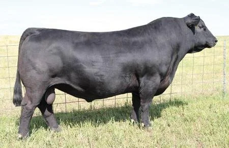 SAV Prosperity has 11 out of 14 pathfinder ancestors in his pedigree and a far-reaching reputation for producing hardworking females with good milking ability, fertility, and dispositions. When we look towards making females, we look for what's prove