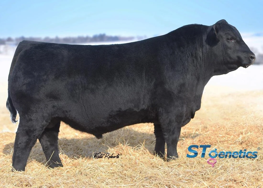 I wanted to use SAV Renew after seeing his dam at SAV. Many people selected him as their phenotypic favorite of the 2019 SAV offering. 