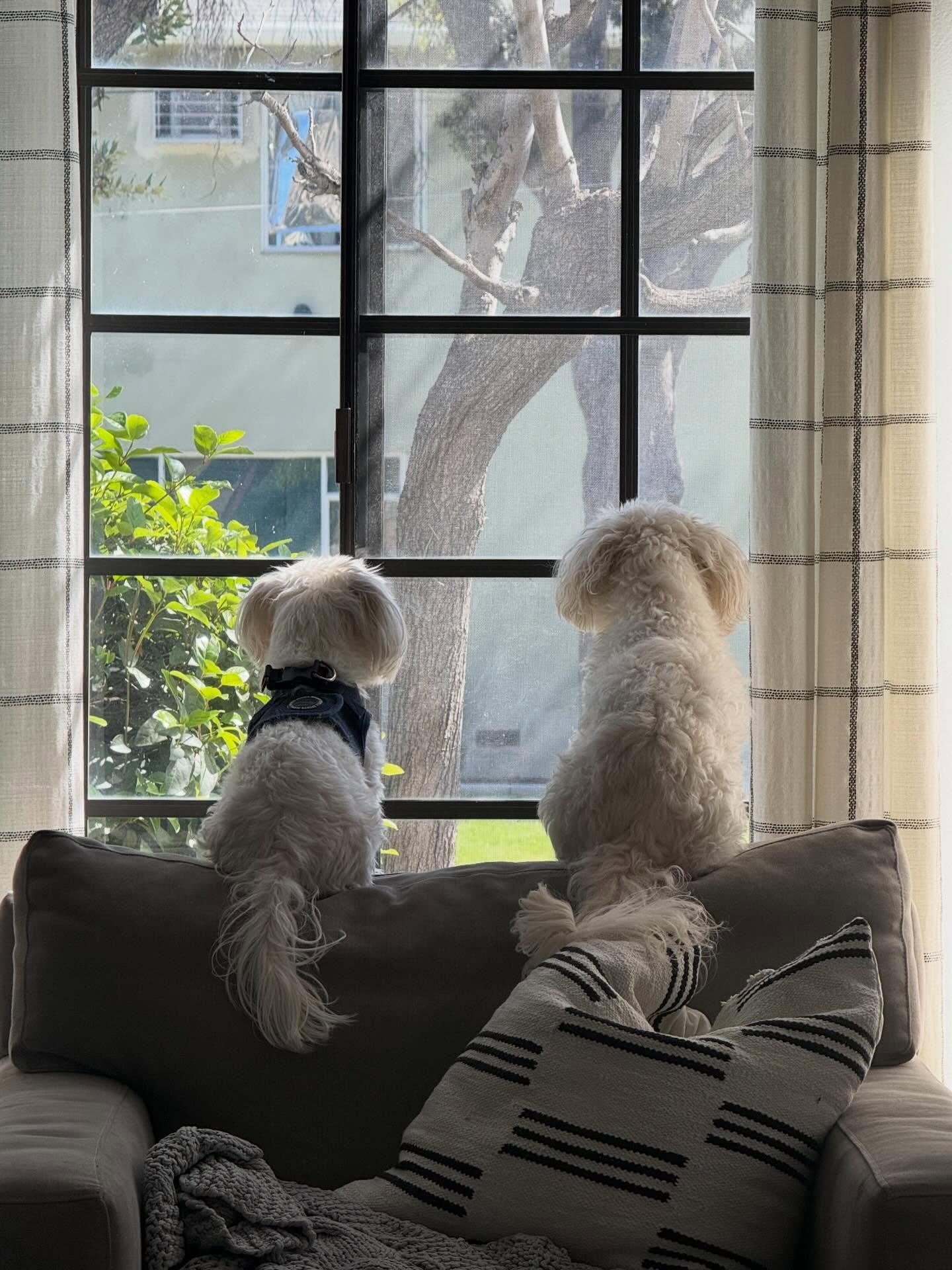 My Milo,

You came into my life unexpectedly, turned it upside down and taught me all the best lessons. Our time was too short and I am finding more ways to love you with each passing day. I love you my baby. Always.