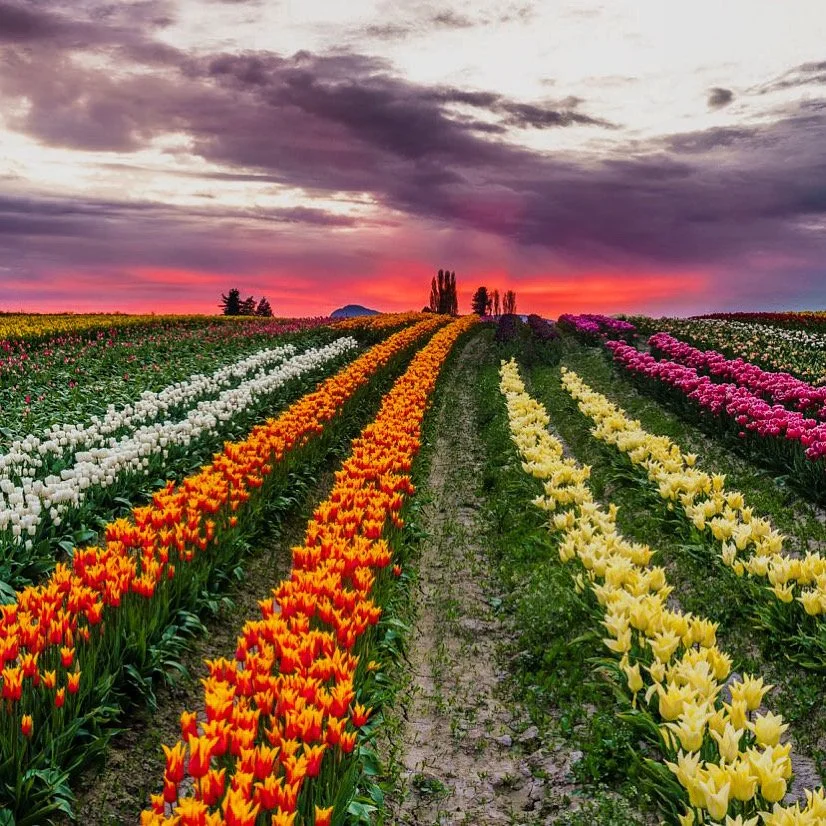 Tulip Valley Farms
