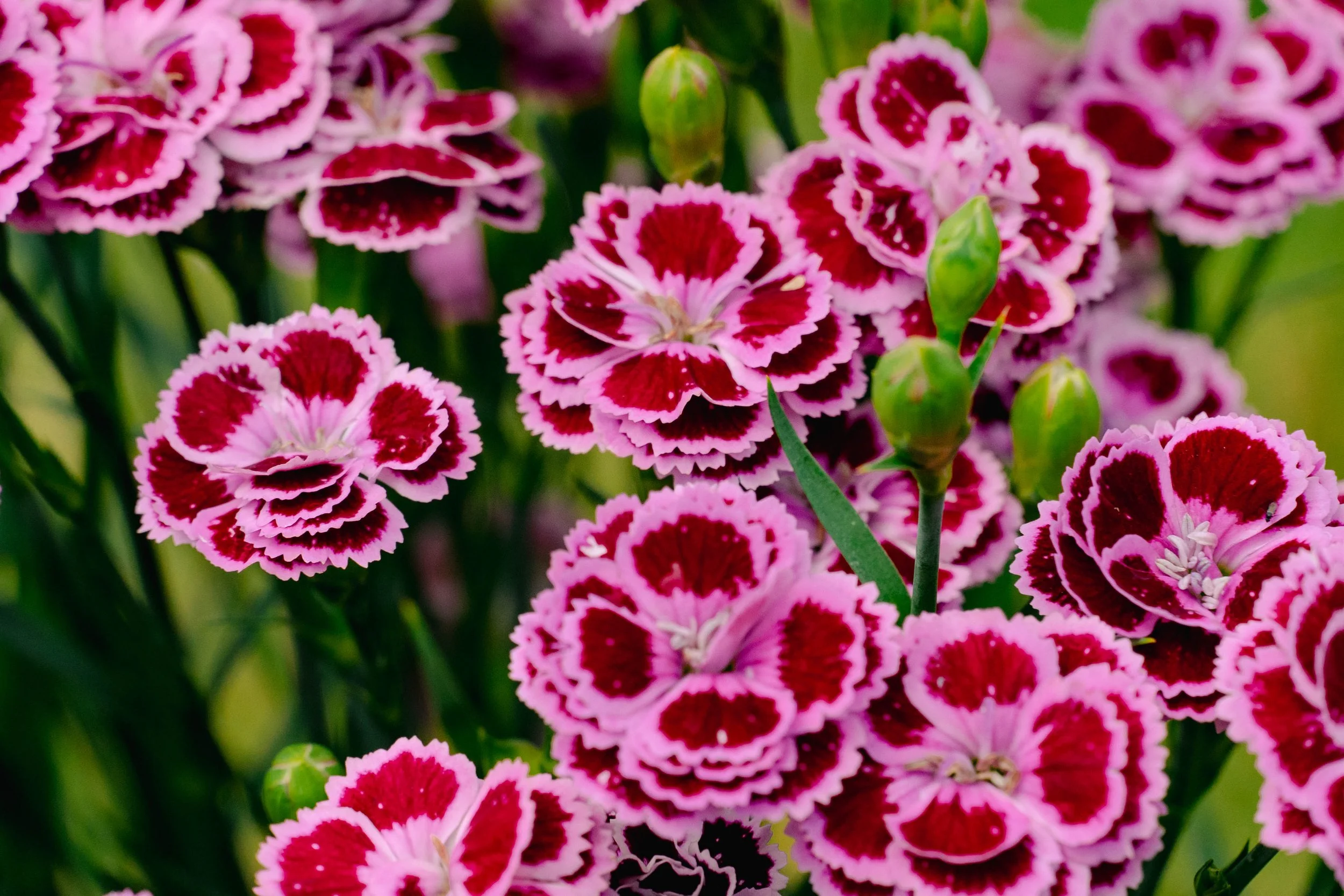 Dianthus plumarius 'Bicolor Purple'