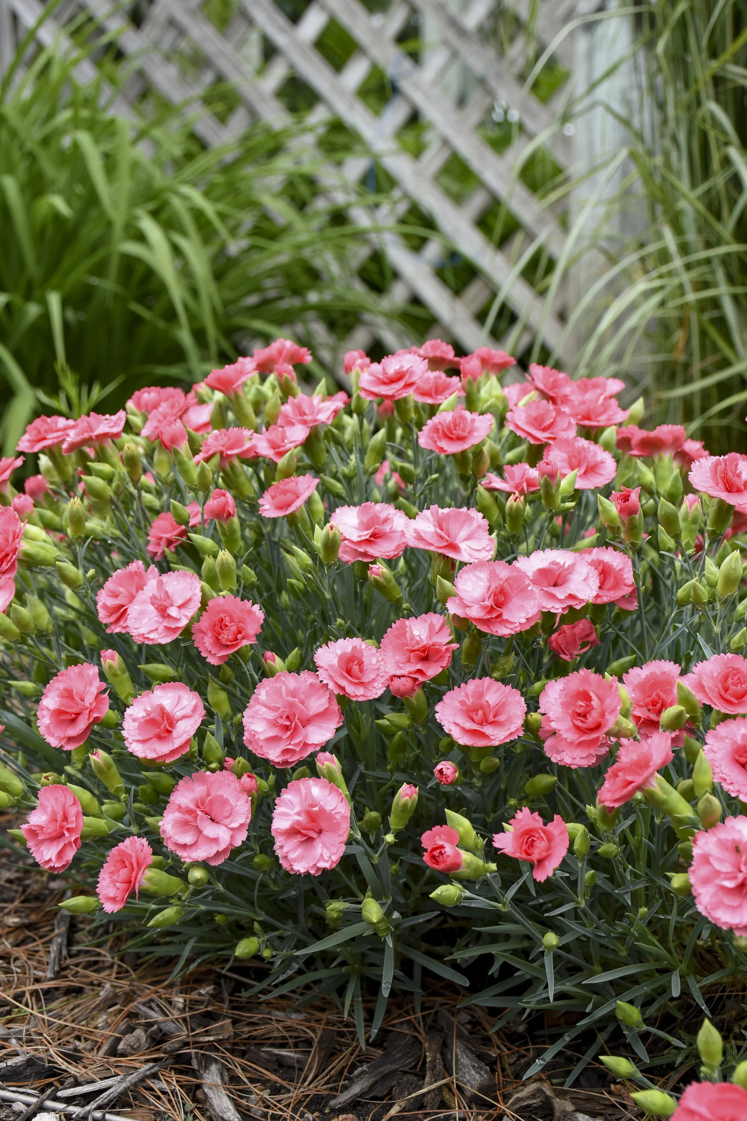 Dianthus x 'Classic Coral'