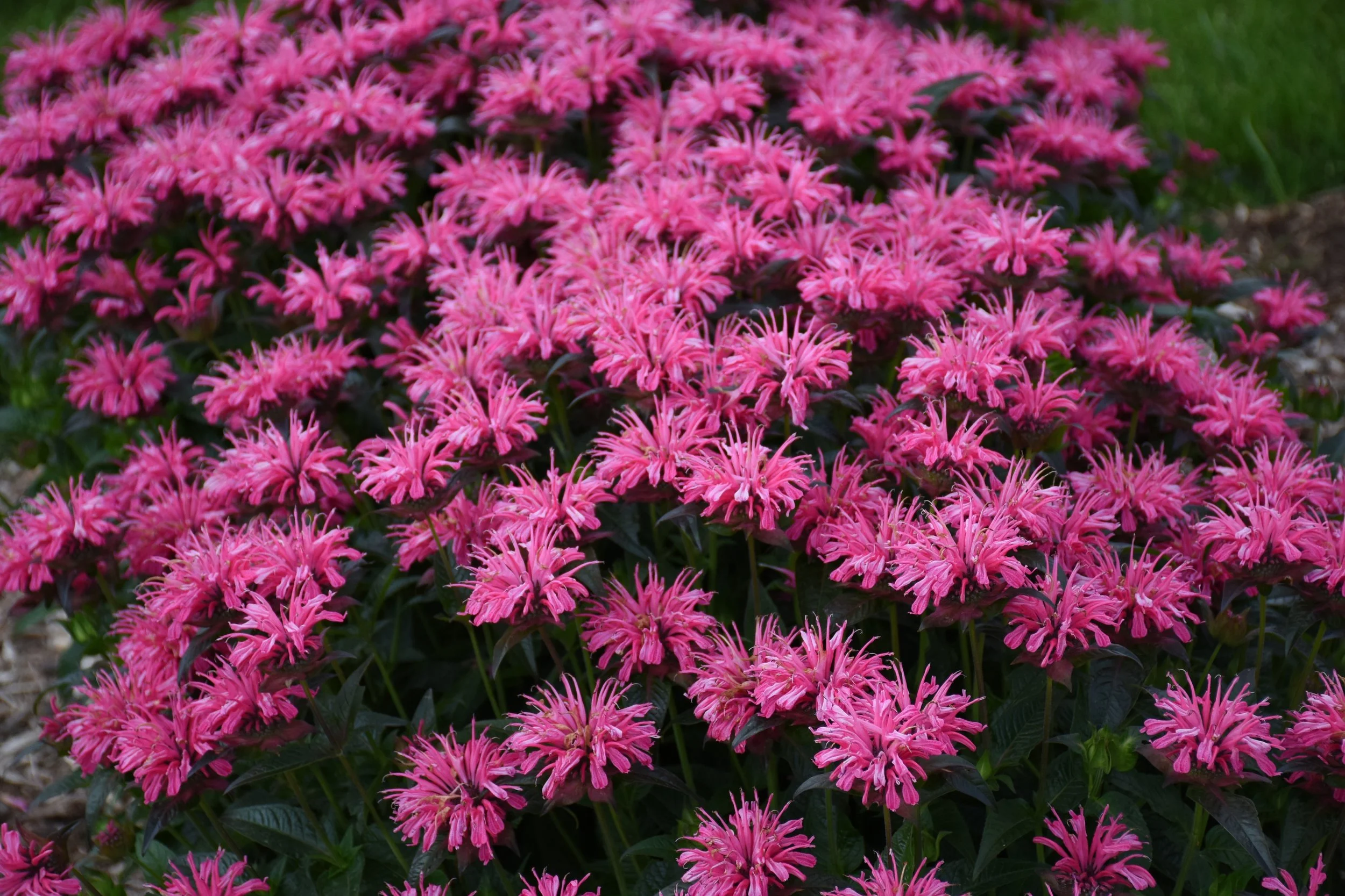 Monarda x 'Pink Chenille'