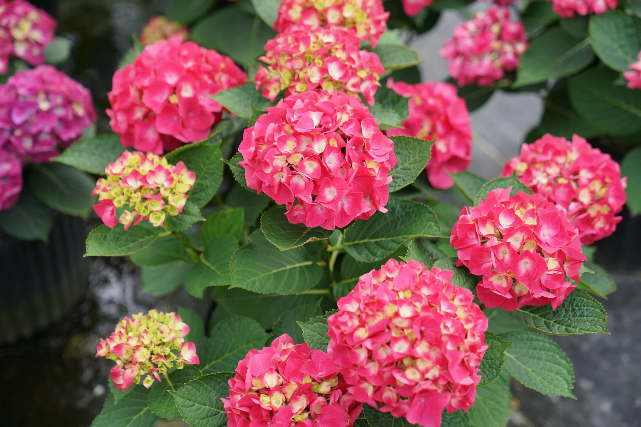hydrangea_macrophylla_wee_bit_giddy_dsc03789.jpg