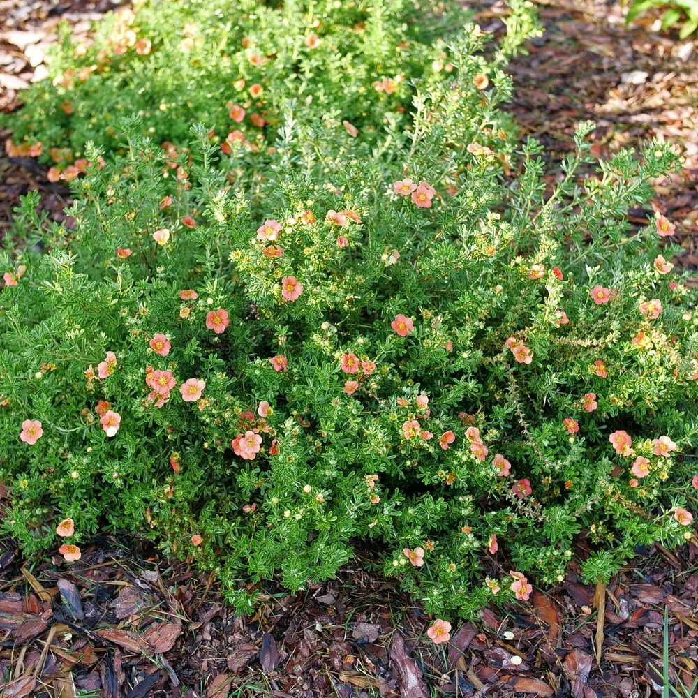 potentilla-happy-face-orange-2.jpg