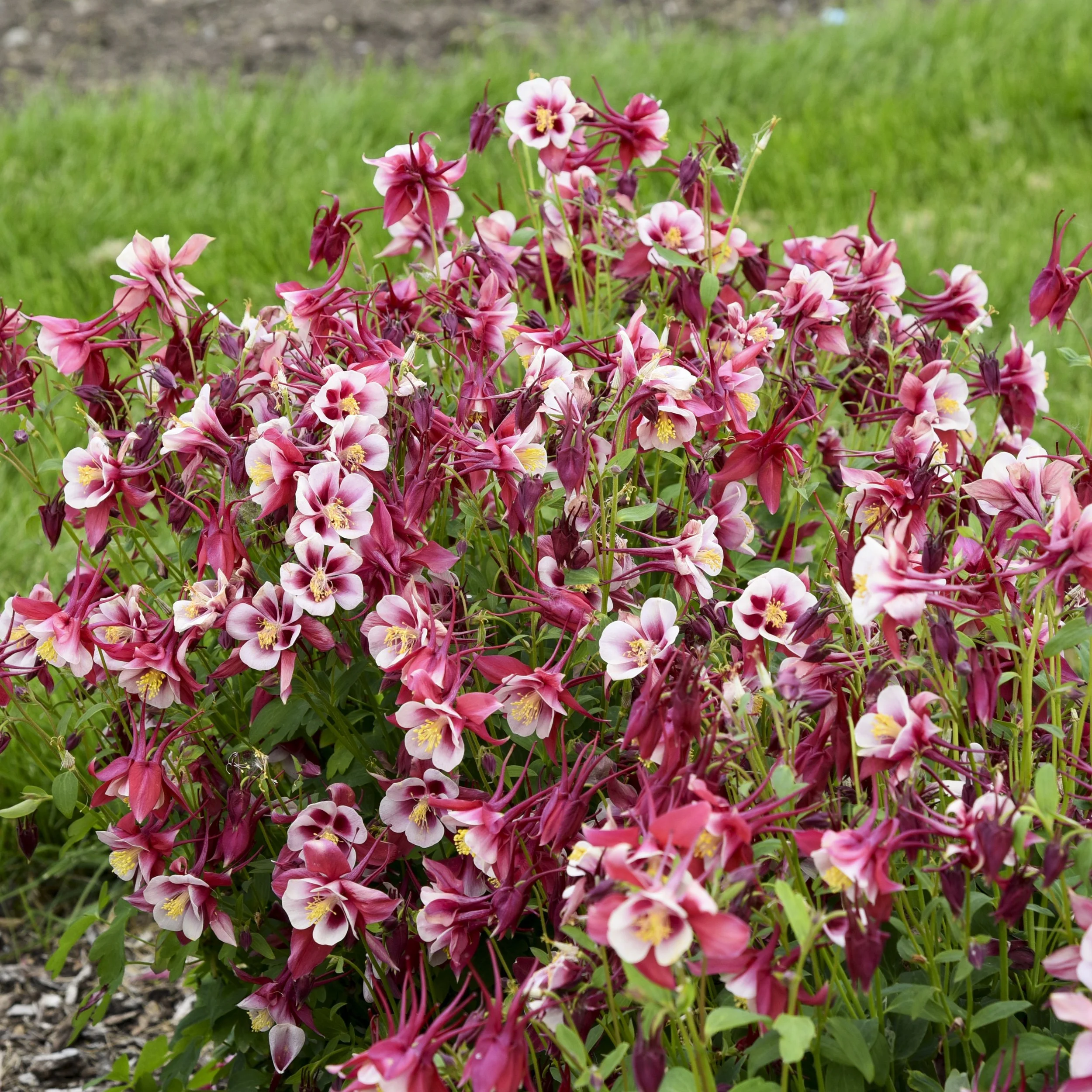 Aquilegia EARLYBIRD™ Red White ('PAS1258484') 0000 high res.jpg