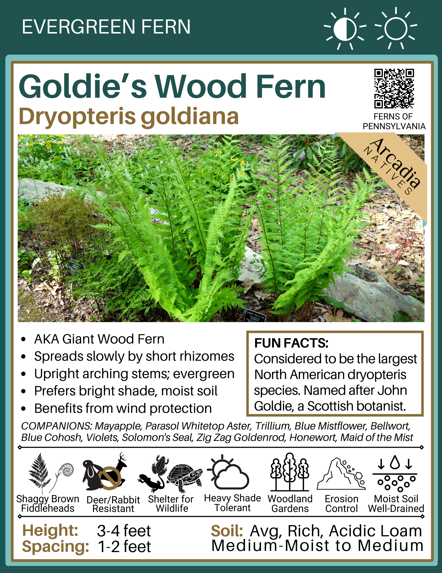Dryopteris goldiana (Goldie's Wood Fern)