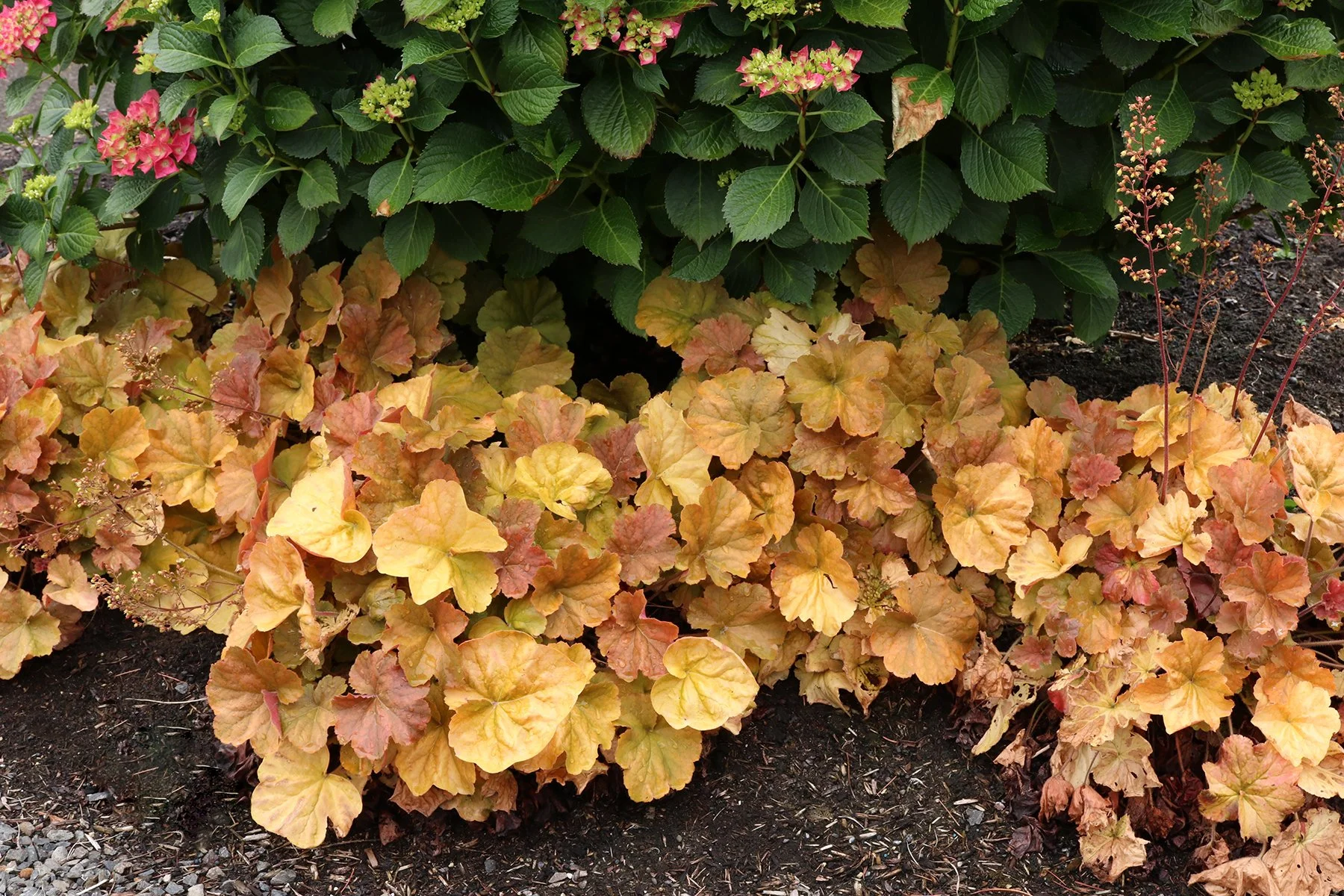 Heuchera-Northern-Exposure-Amber-7.jpg