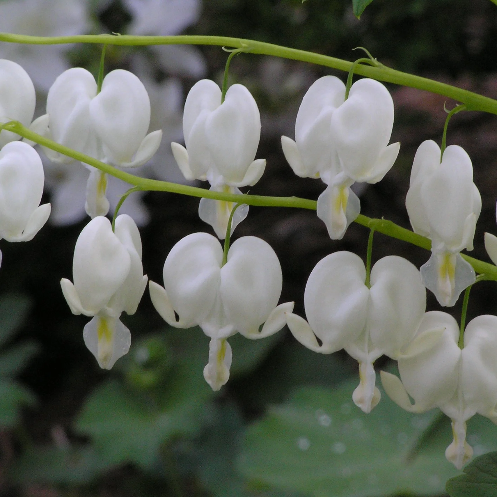Dicentra spectabilis 'Alba' 0003 high res.jpg