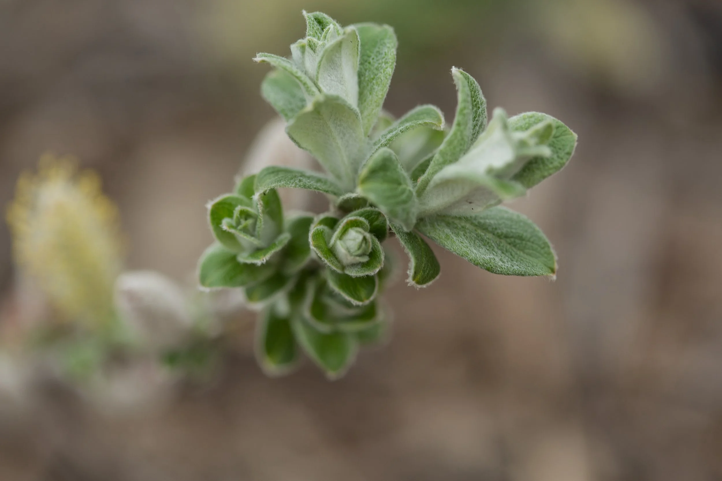 SalixIcebergAlley-023-13138-1.jpg