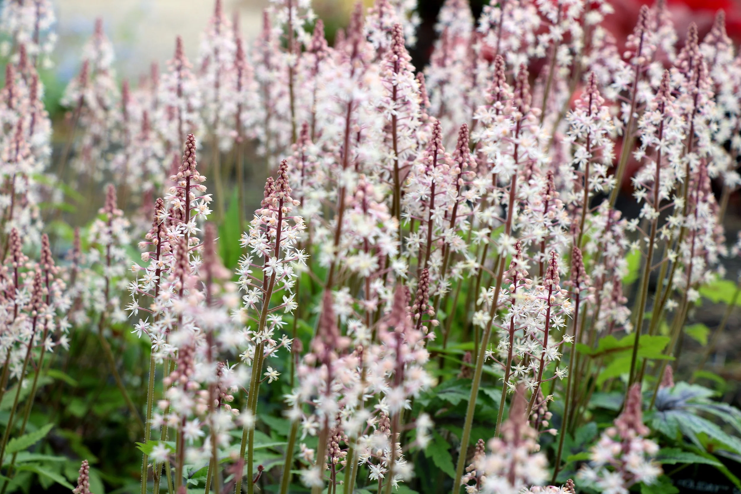 Tiarella-Sugar-and-Spice-11.jpg